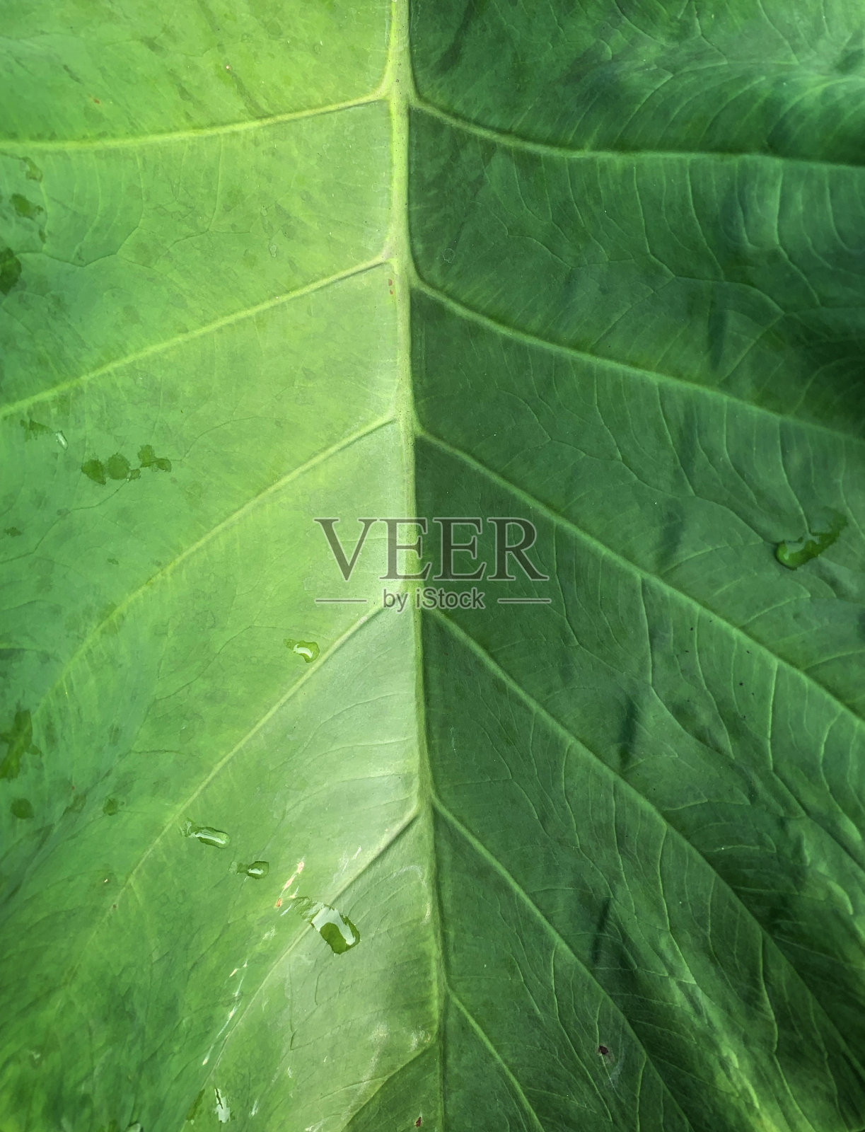 清晨的大叶子上有露珠照片摄影图片