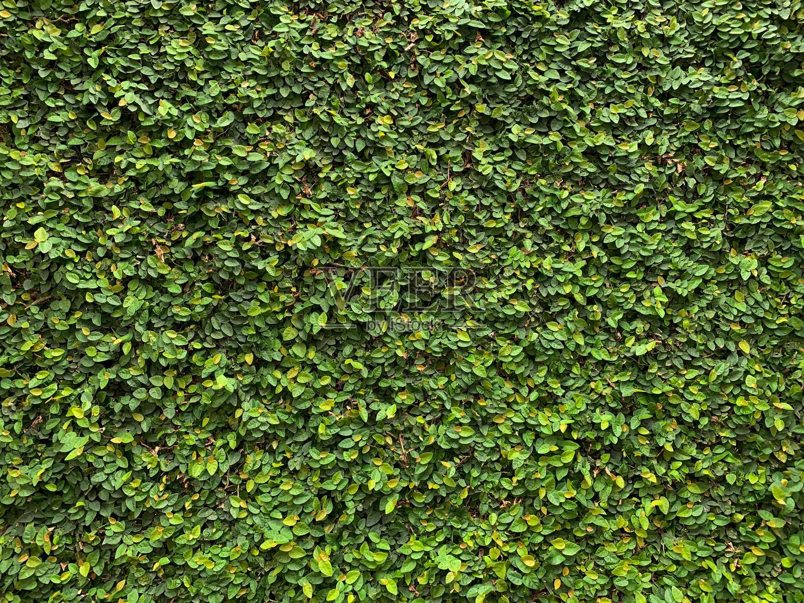 墙上有绿色的小叶子照片摄影图片