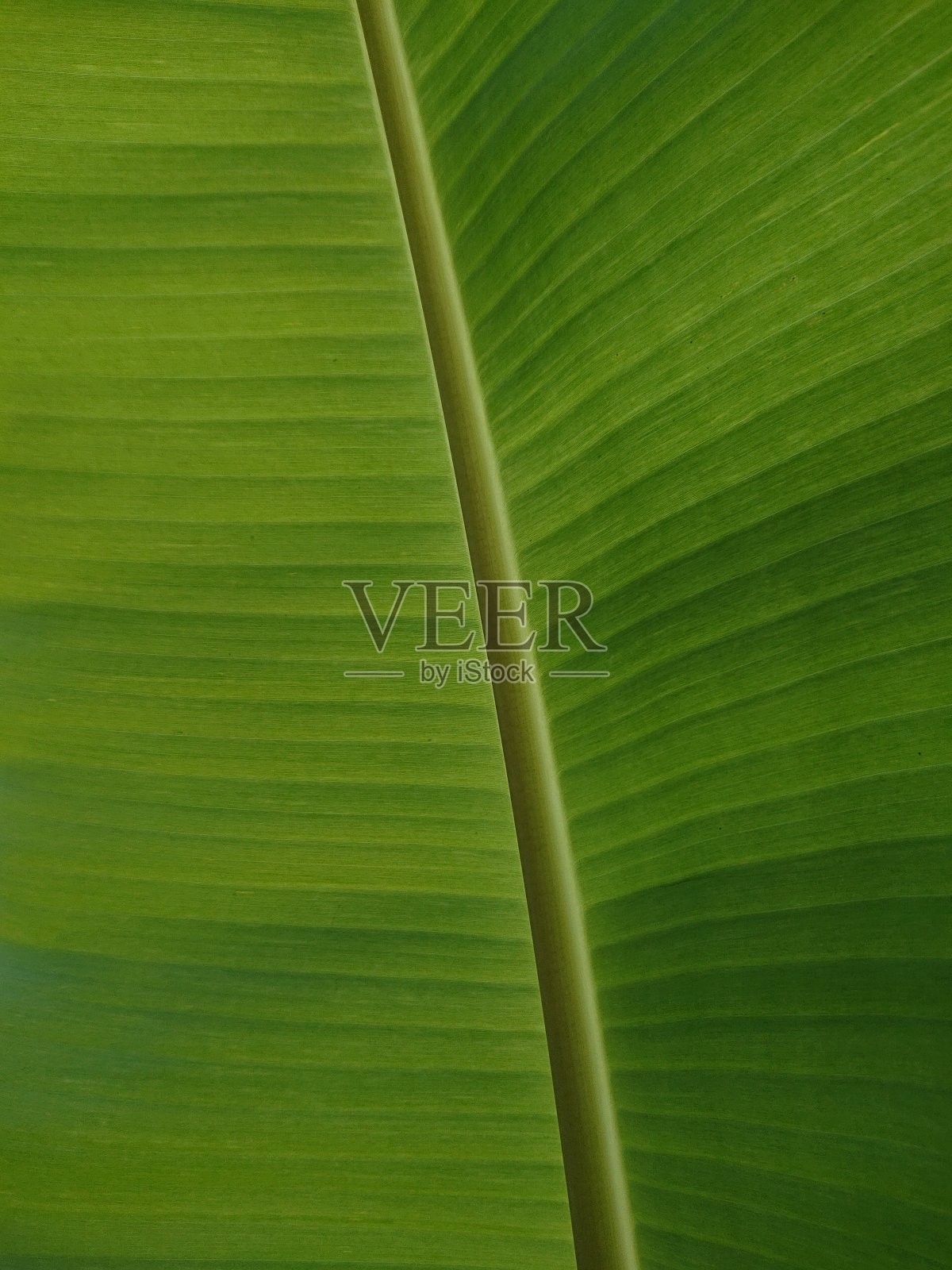 香蕉叶子照片摄影图片