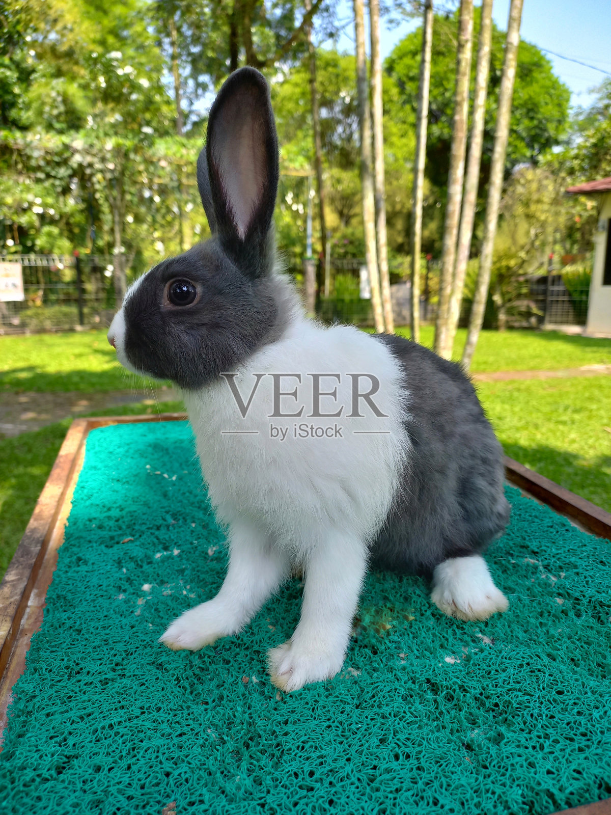 可爱的兔子，灰色和白色的皮毛照片摄影图片