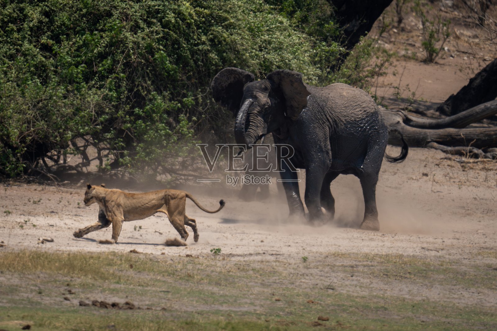 非洲丛林象在灌木丛附近冲向母狮照片摄影图片