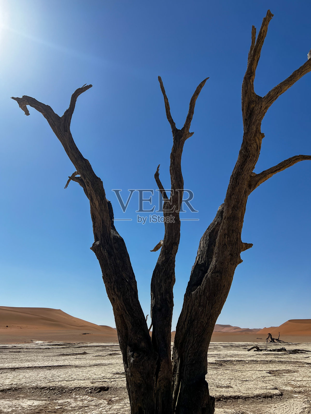 Deadvlei山谷，纳米比亚沙漠中的干涸湖泊。Sossusvlei dead vlei。照片摄影图片