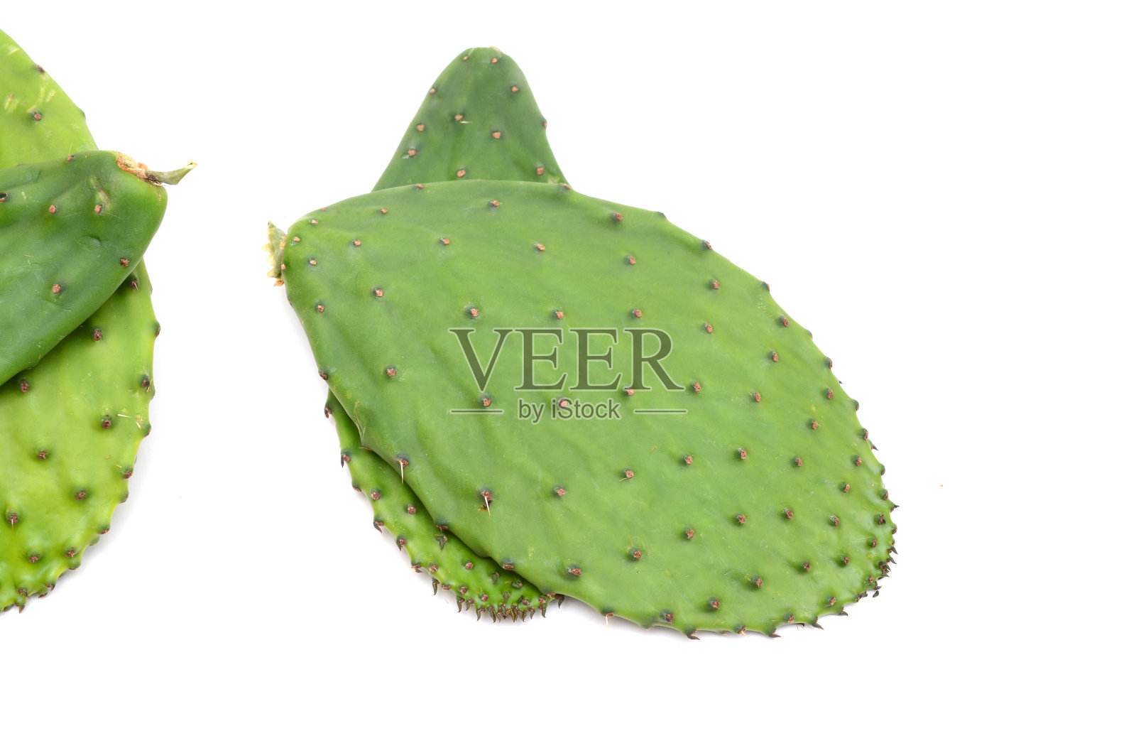 仙人掌菜叶照片摄影图片