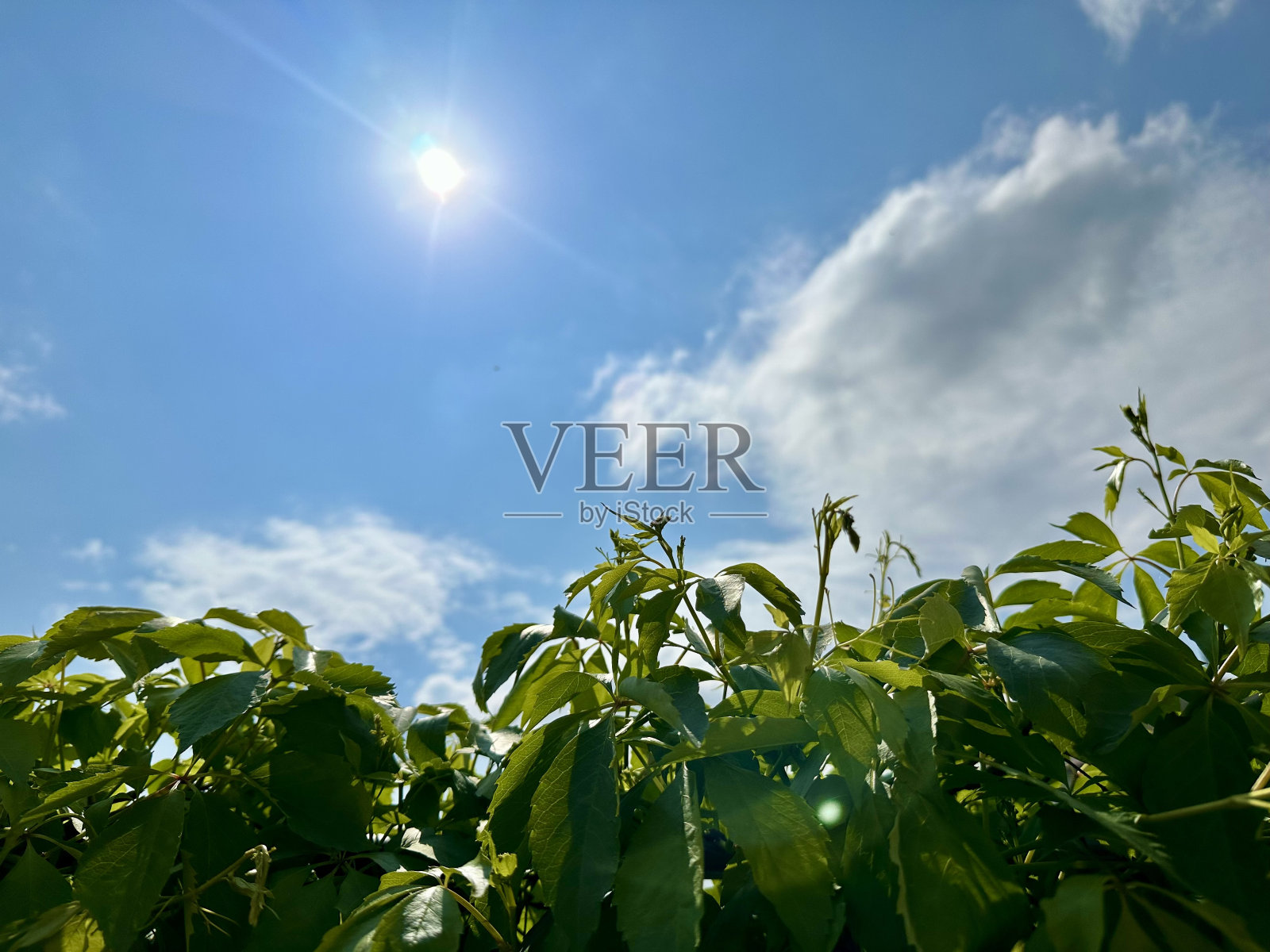 太阳在蓝天上照片摄影图片