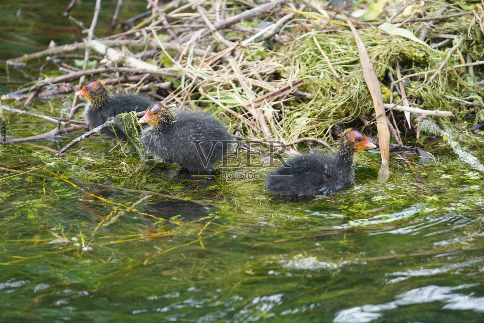 傻瓜小鸡照片摄影图片