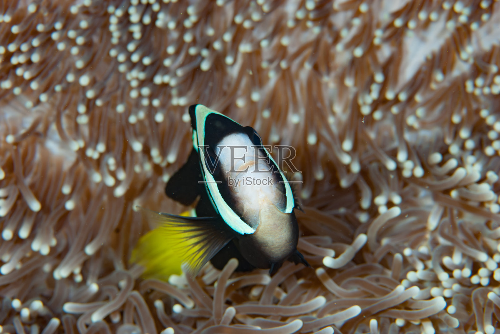 克氏海葵克氏两栖鱼照片摄影图片