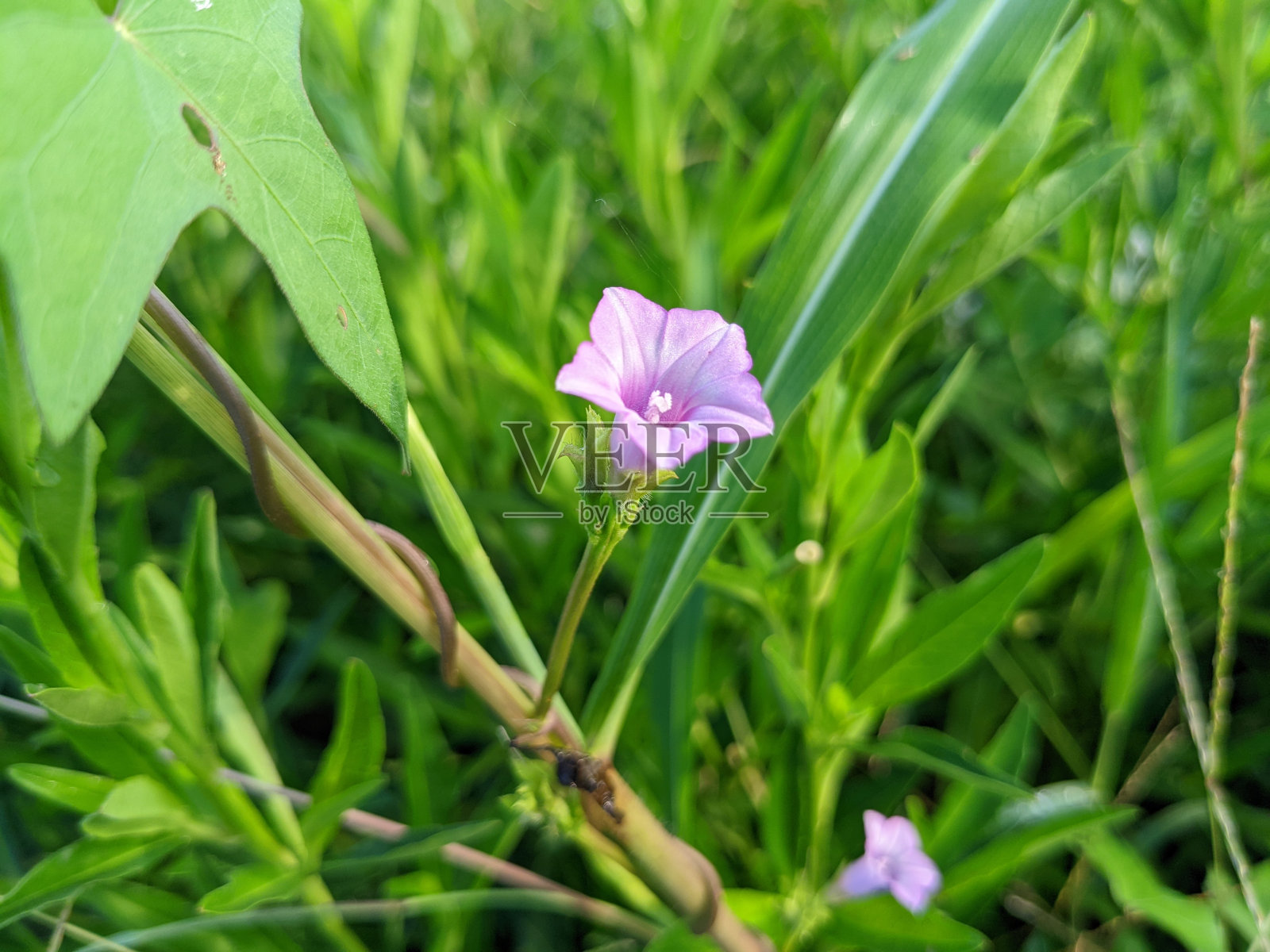 粉红色的花照片摄影图片