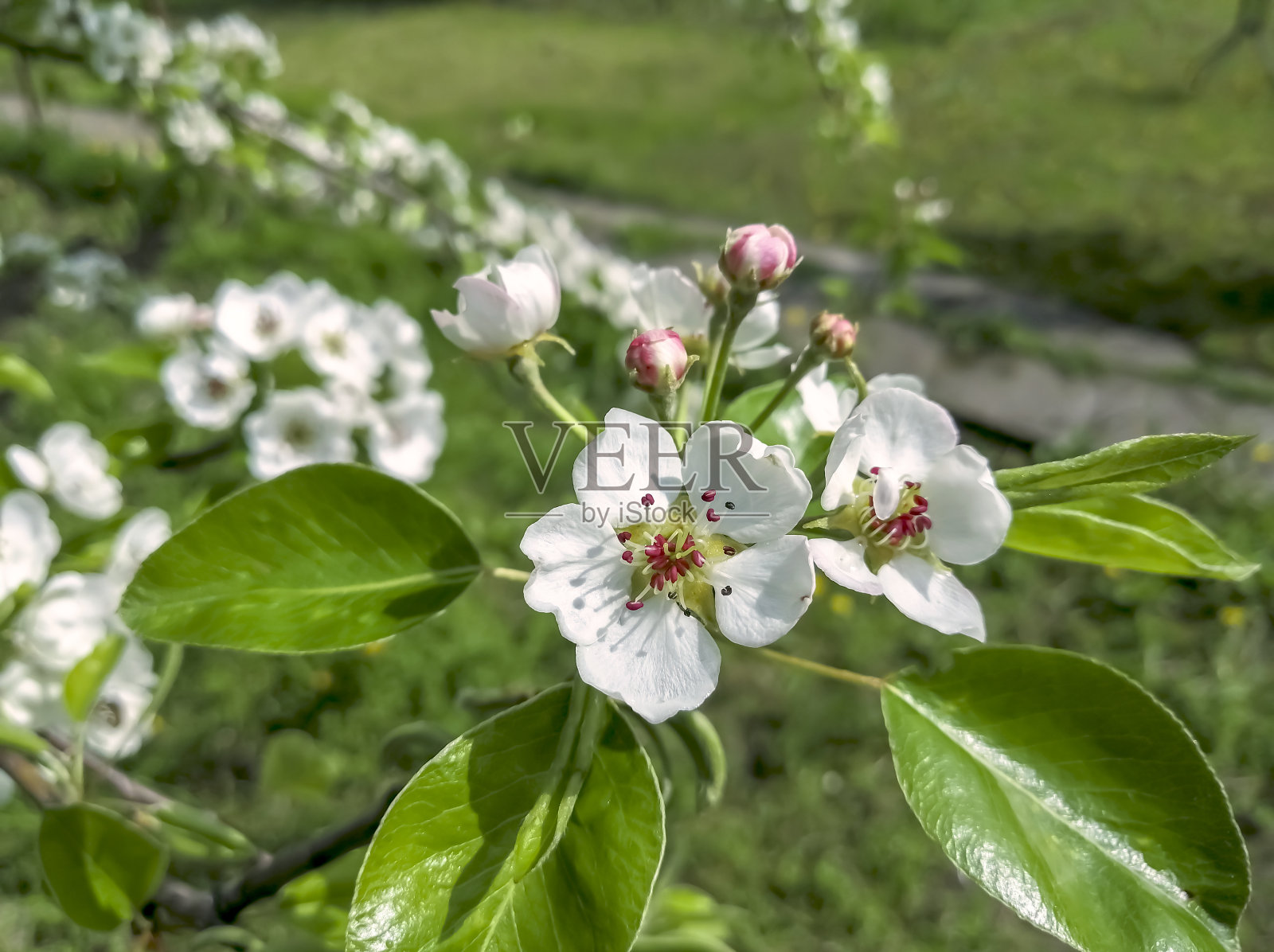 白色的梨花。果树在春天开花。梨树上开了花。照片摄影图片