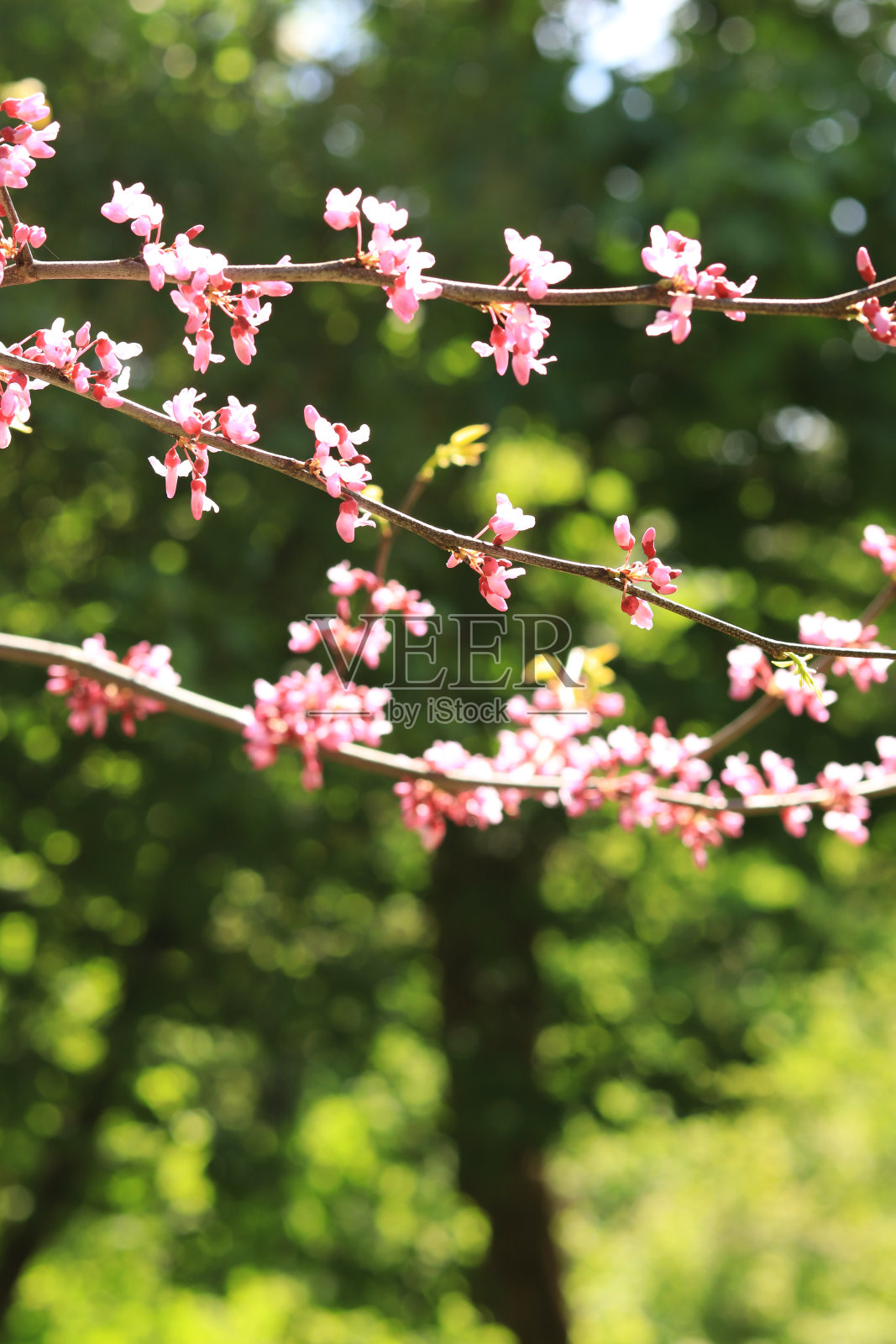 盛开的树或灌木在模糊的背景照片摄影图片