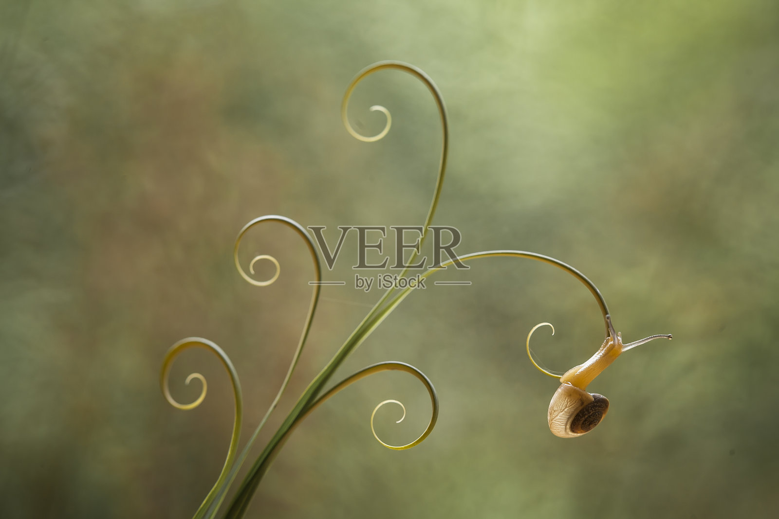 蜗牛在美丽的植物上照片摄影图片