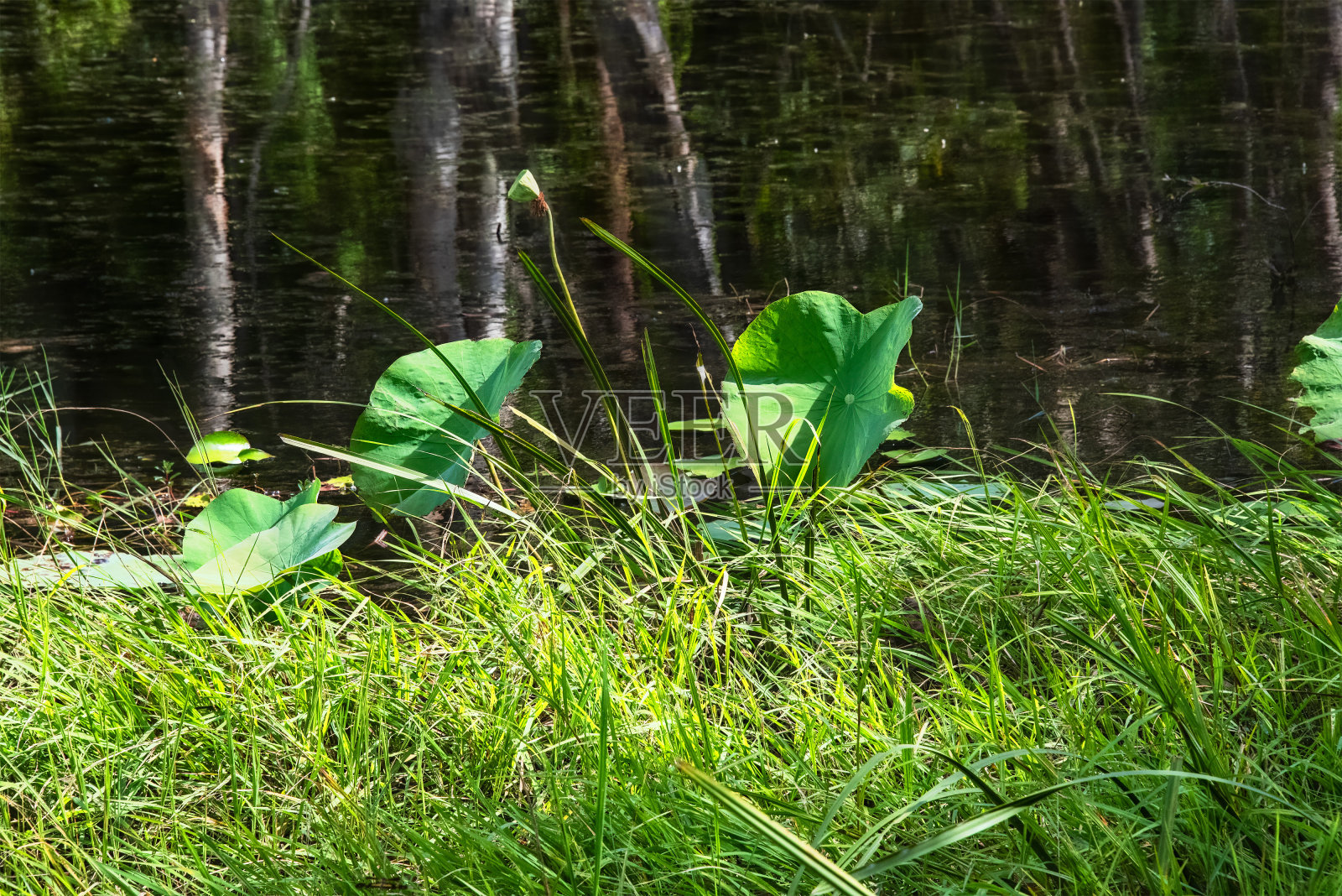 湿地里的荷叶。照片摄影图片