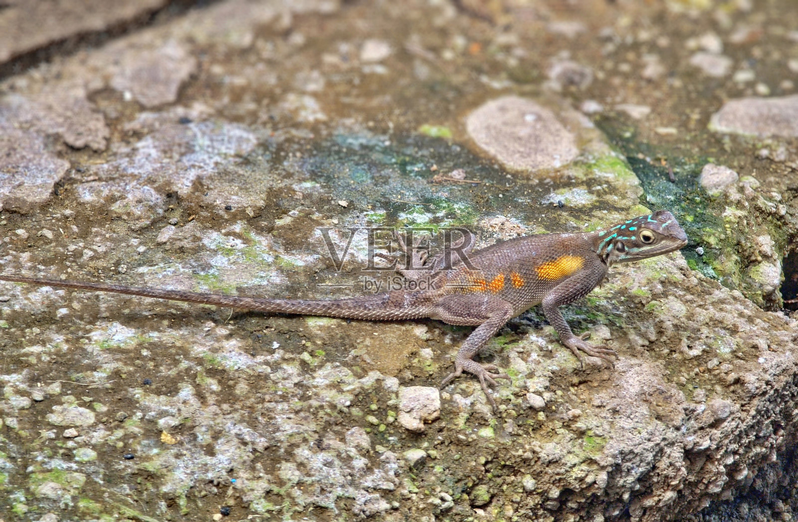 蜥蜴的蜥蜴照片摄影图片