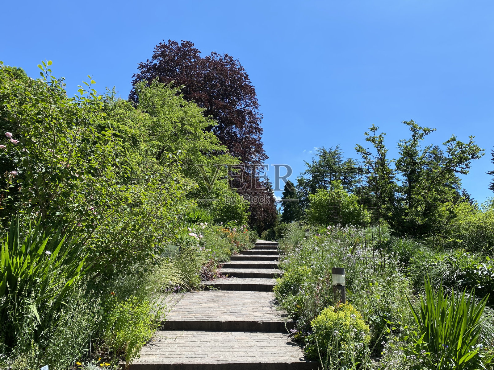 瑞士苏黎世大学植物园或Botanischer Garten der Universität z<e:1> rich (Botanischer Garten der Universitat Zurich - Botanischer Garten der Universitaet Zuerich)照片摄影图片