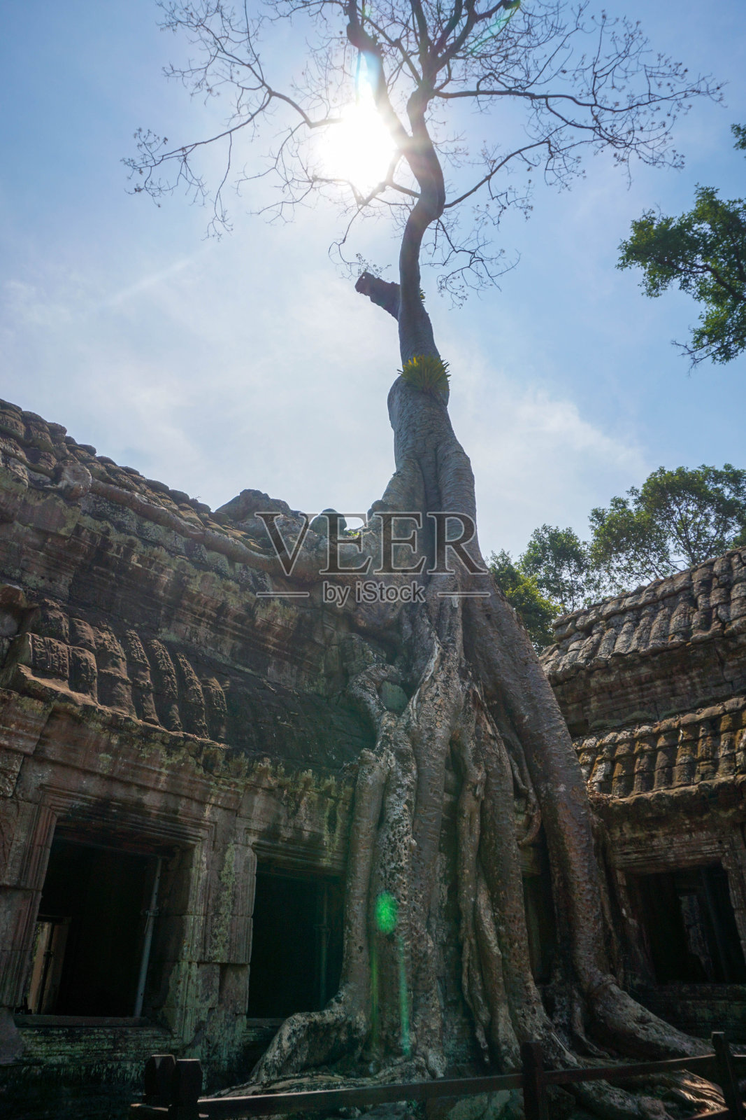 从岩石中长出树木的塔弗罗姆神庙(《古墓丽影》和《古墓丽影》的灵感来源)照片摄影图片