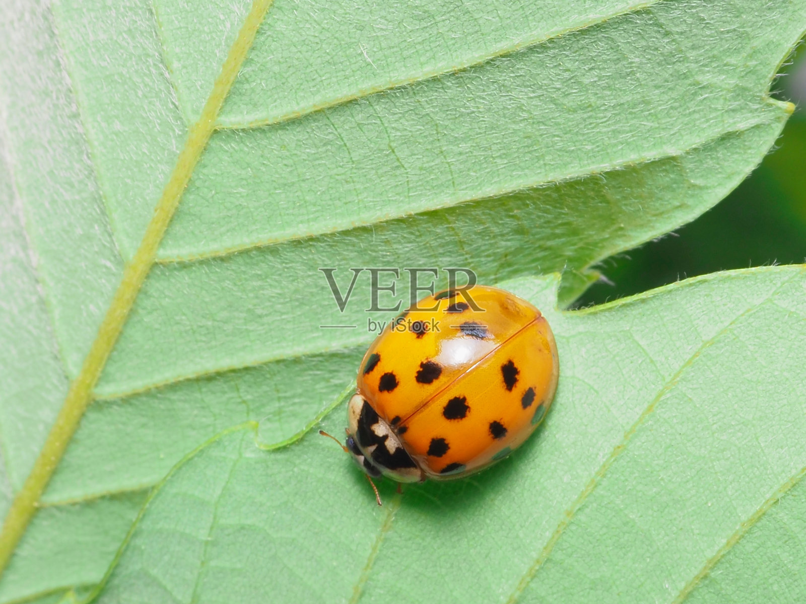 瓢虫照片摄影图片