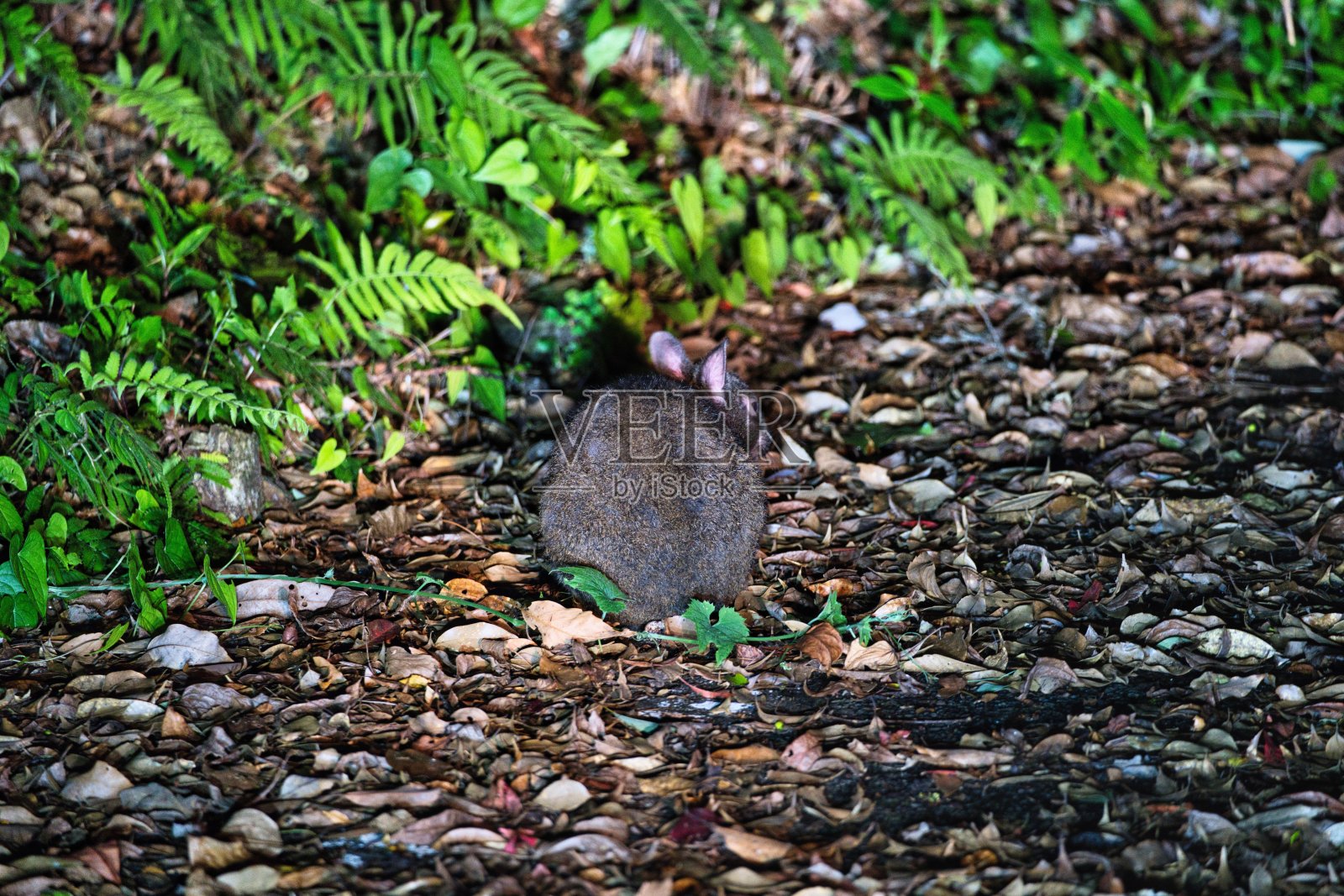奄美兔，又名奄美兔，产于日本奄美岛照片摄影图片