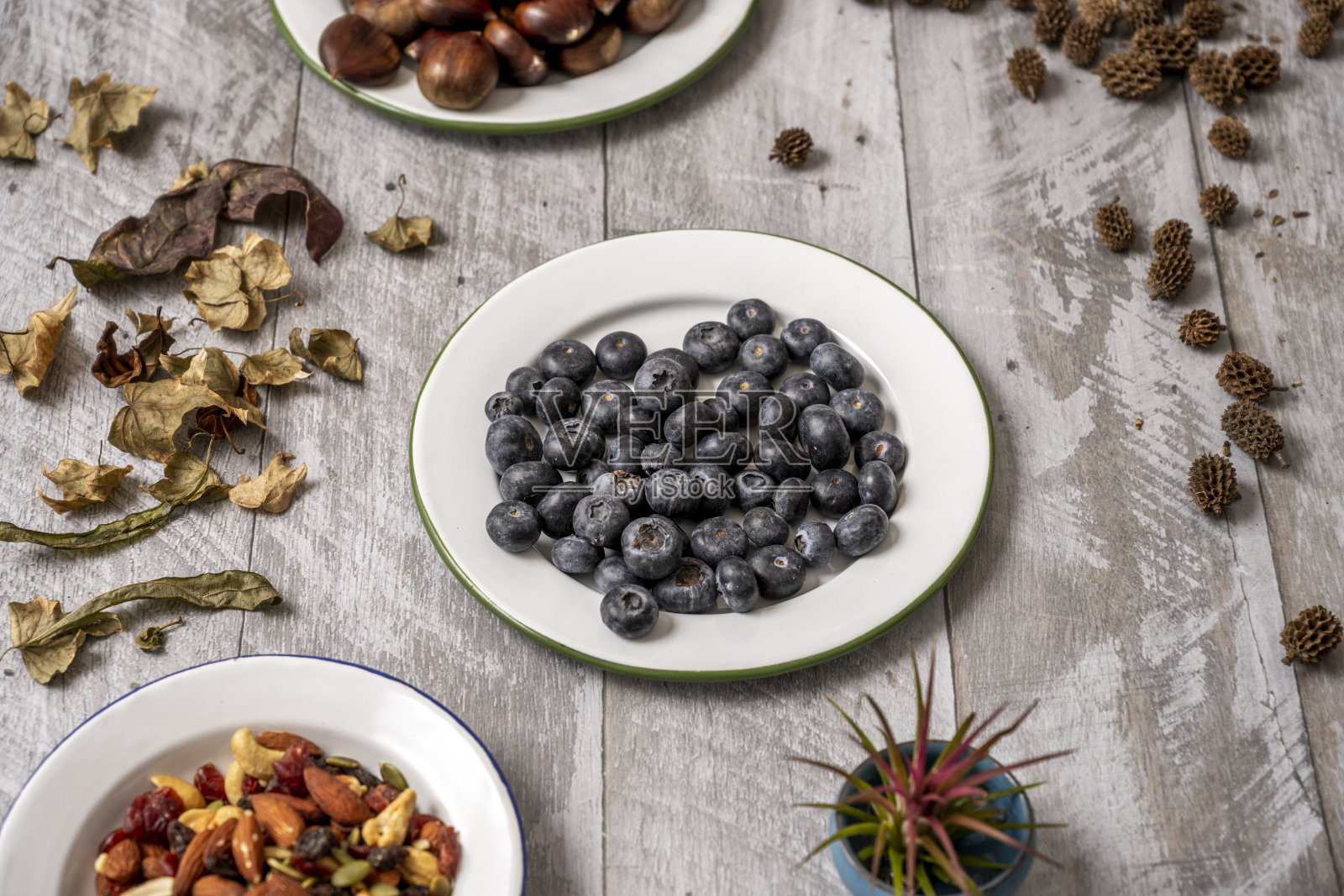 在白色平板上，呈45度角，蔓越莓属，氧球菌亚属。它们生长在北半球较冷地区的酸性沼泽中。照片摄影图片