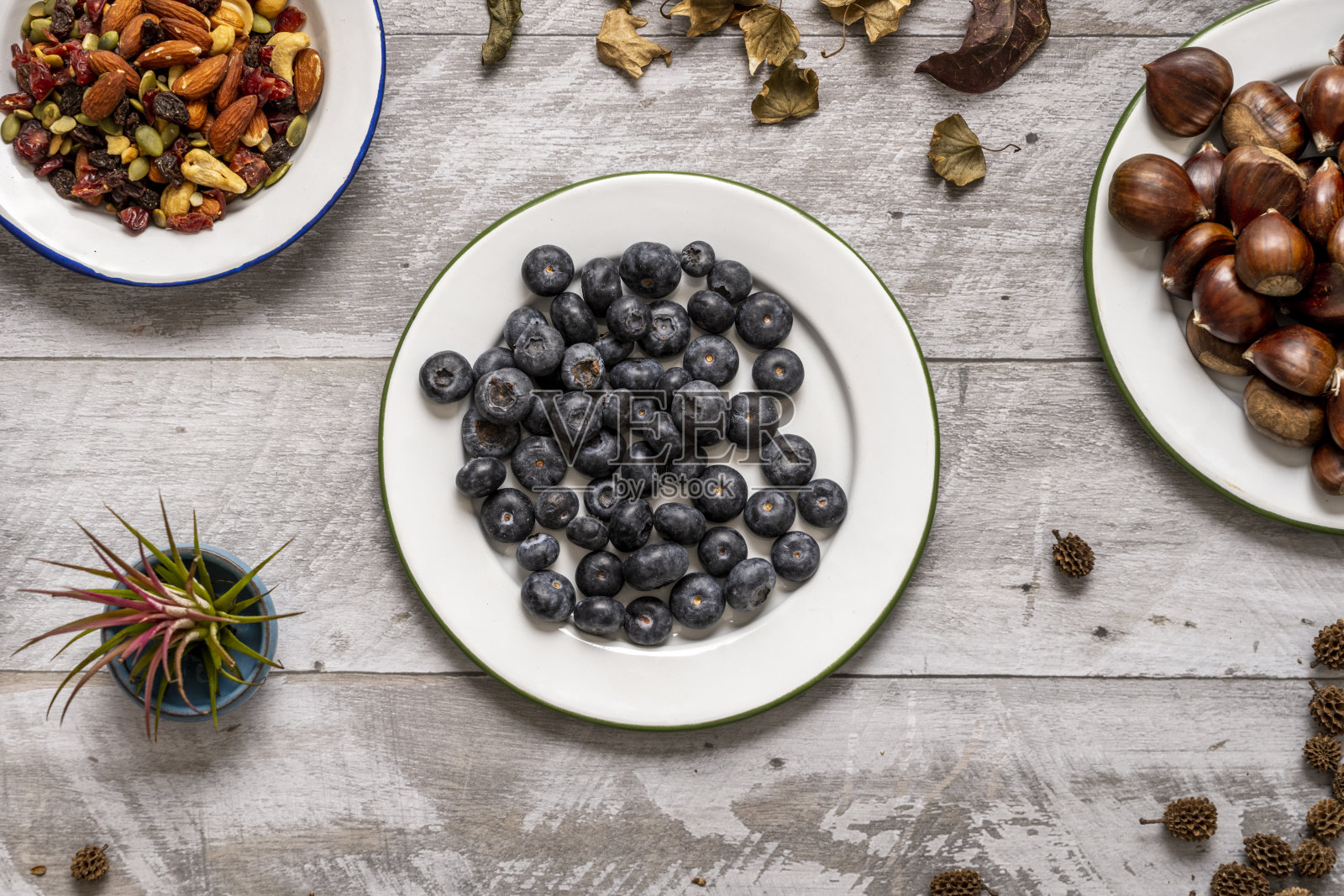 越橘属矮多年生灌木，氧球菌亚属。它们生长在北半球最寒冷地区的酸性泥炭沼泽中。照片摄影图片