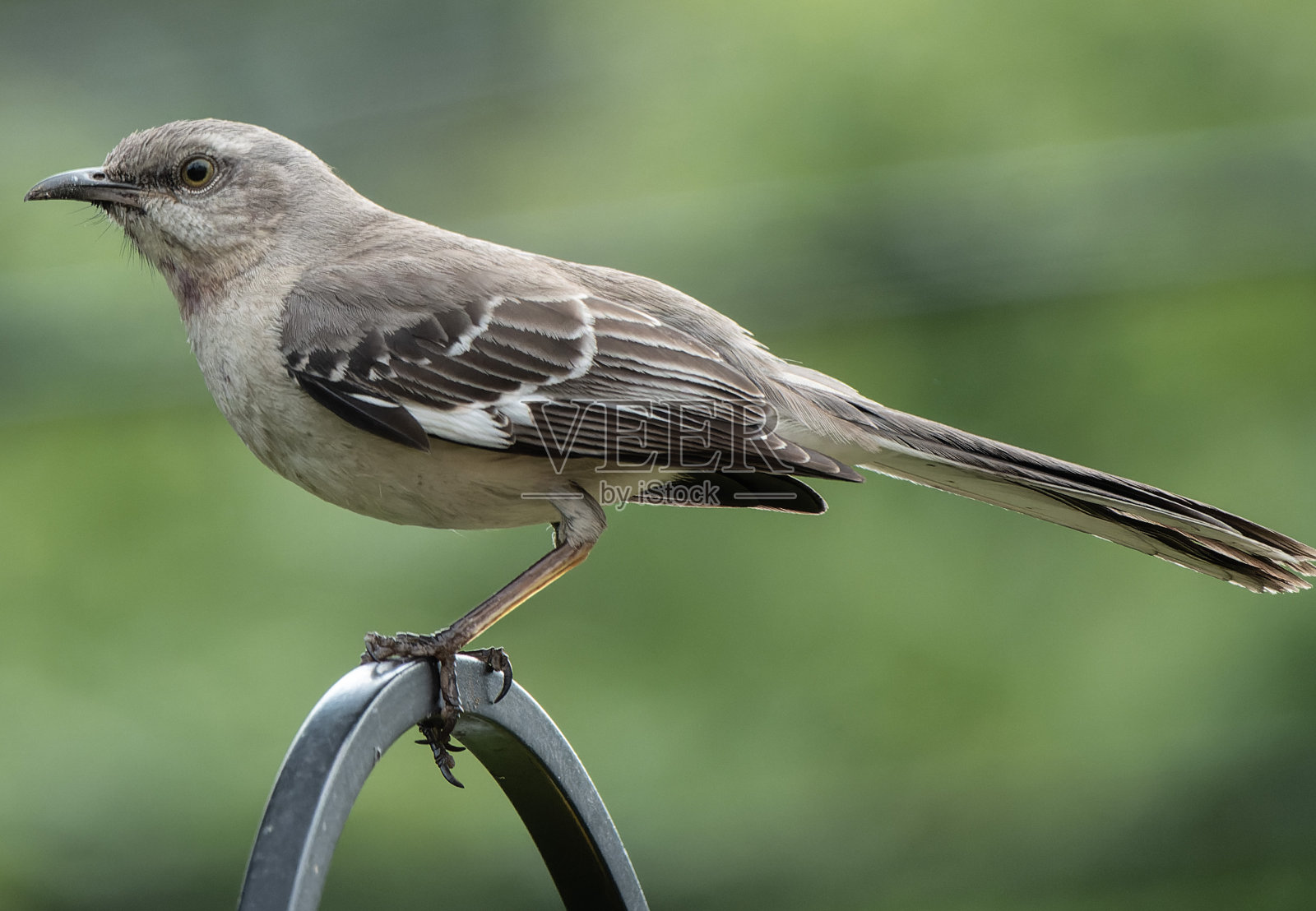 北嘲鸟在后院花园里照片摄影图片