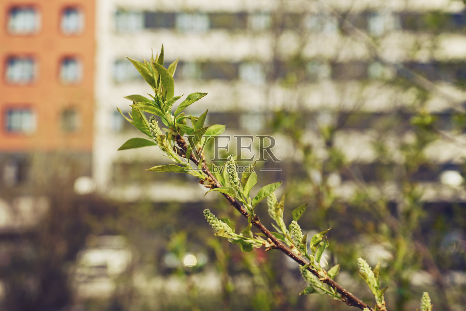 在一个阳光明媚的春日，以城市建筑为背景，盛开的枫树照片摄影图片