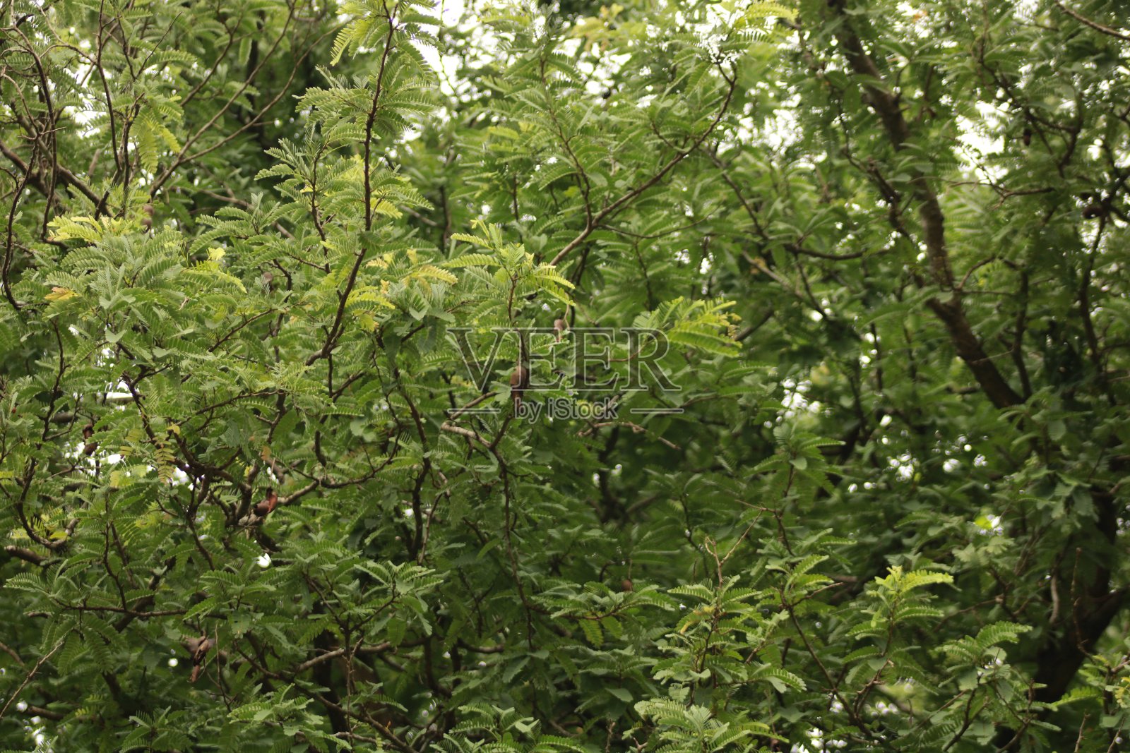 罗望子树枝照片摄影图片