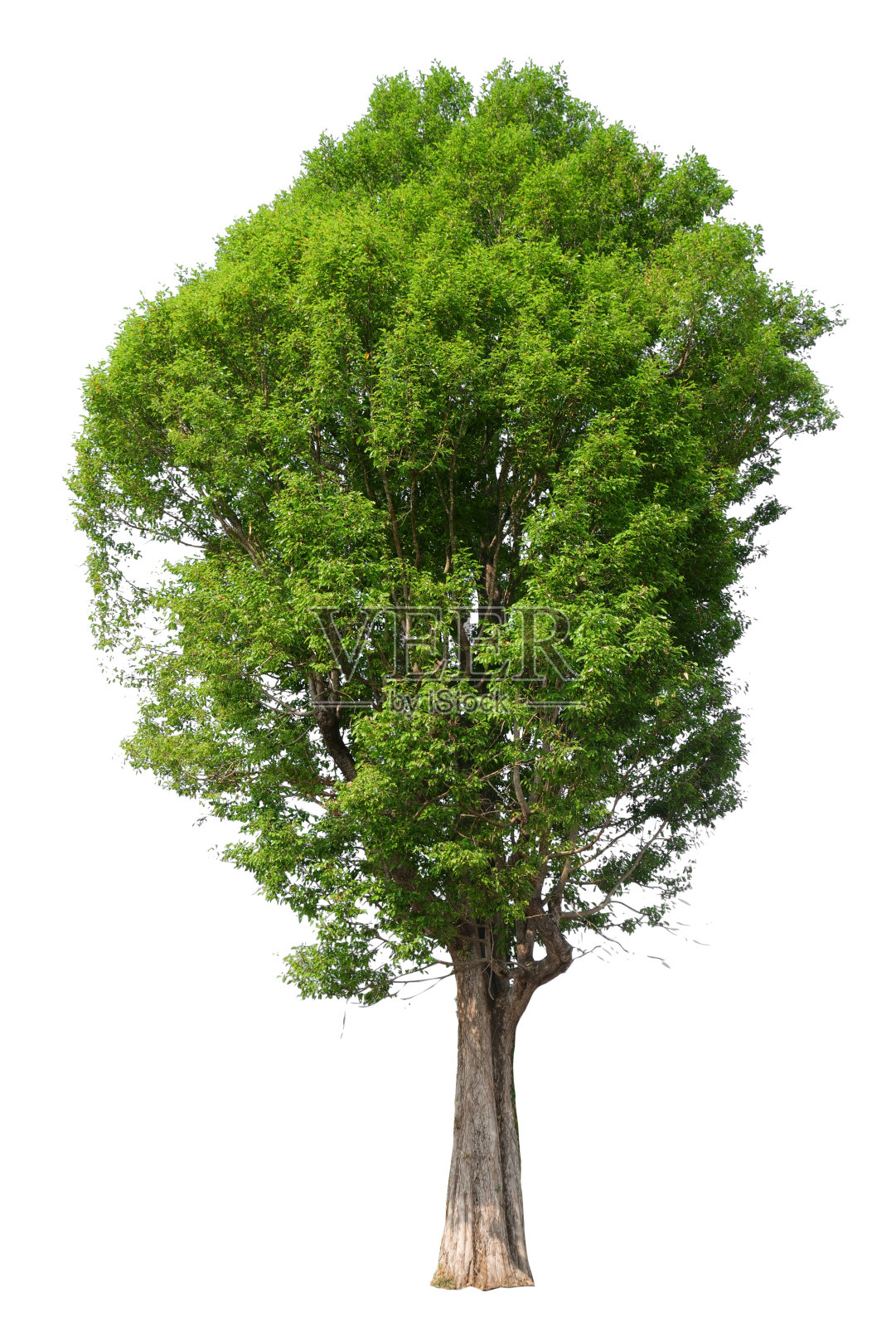 白底树照片摄影图片