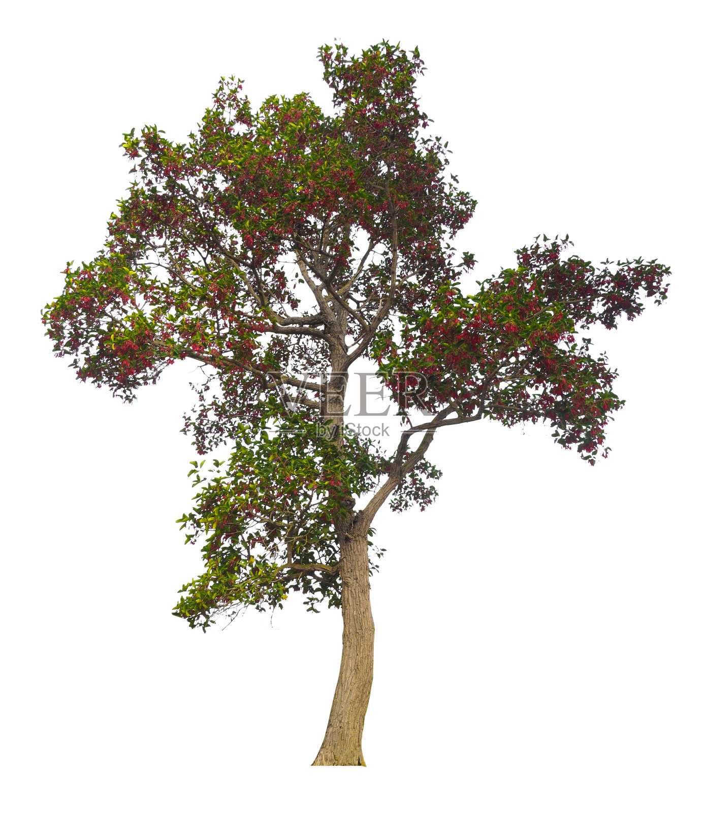 白底树照片摄影图片