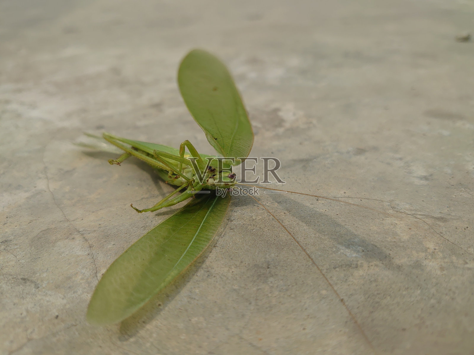 毒舌藻加热致死照片摄影图片