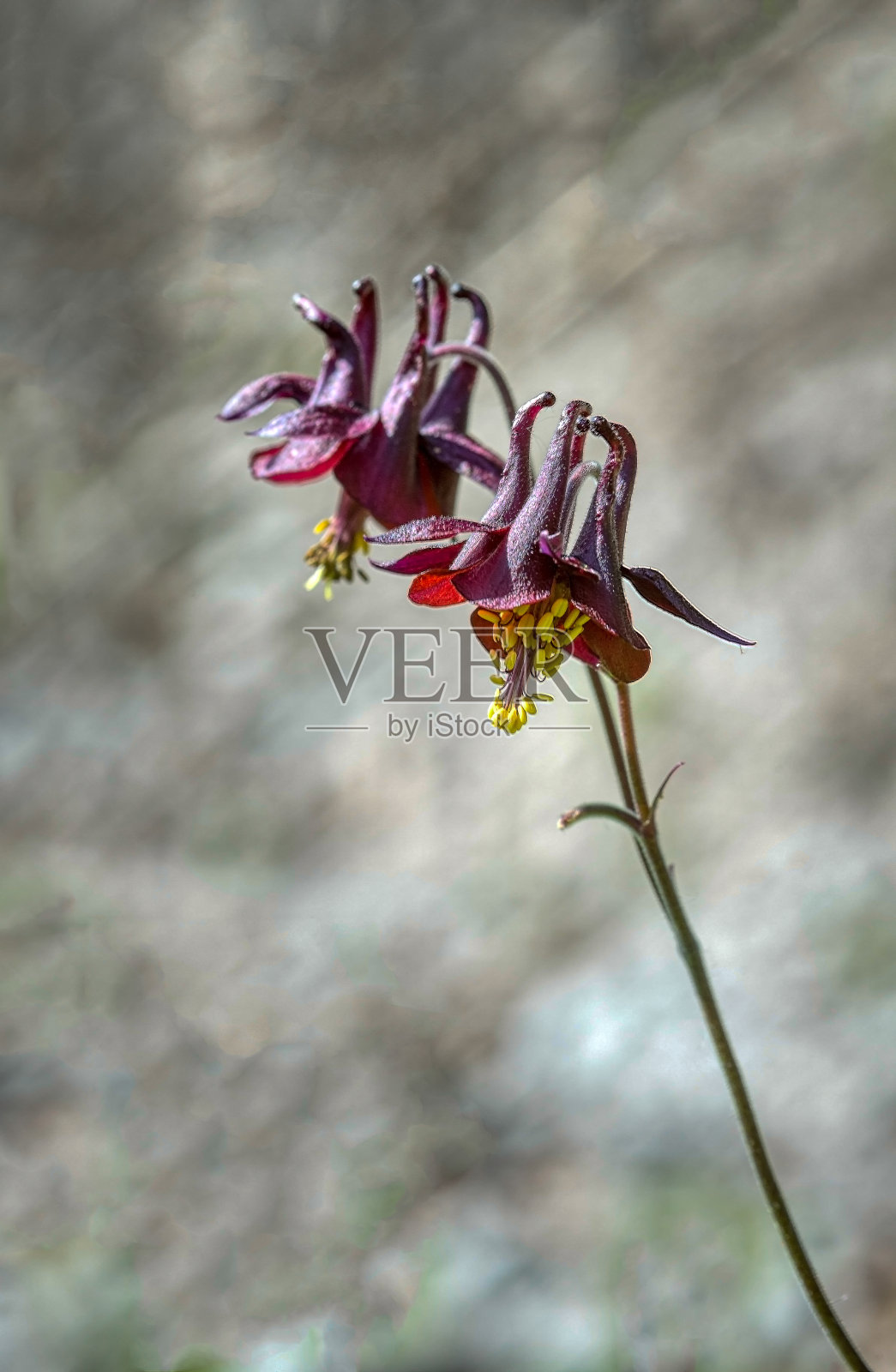 黑耧斗菜属照片摄影图片