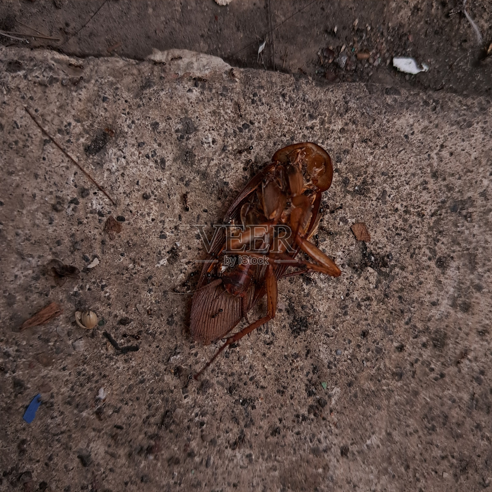 蟑螂照片摄影图片