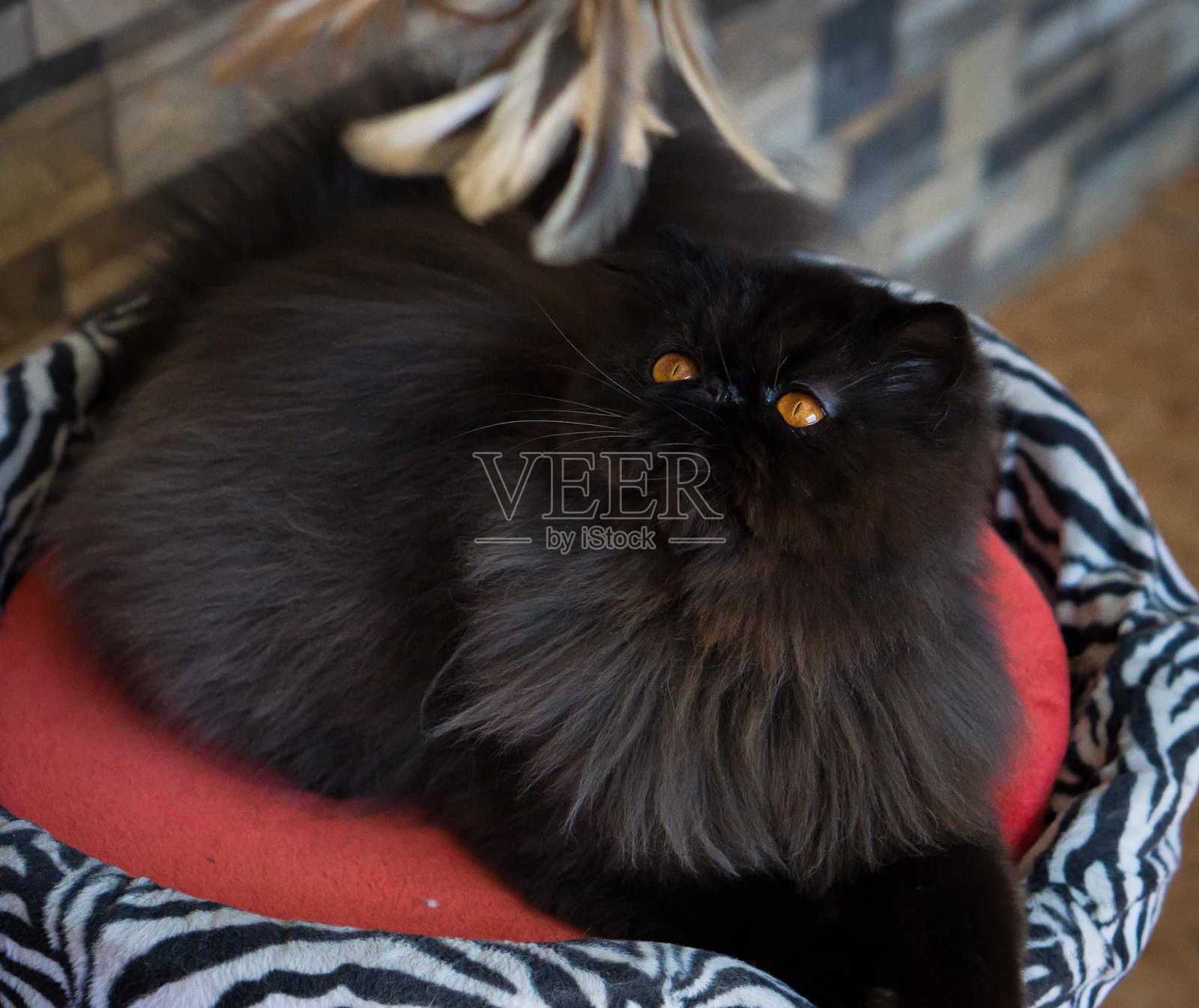 长毛黑猫在他的抓挠柱上玩耍照片摄影图片