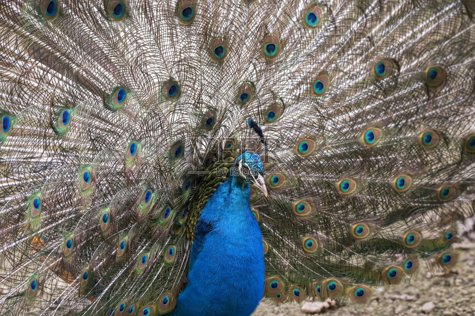 孔雀照片摄影图片