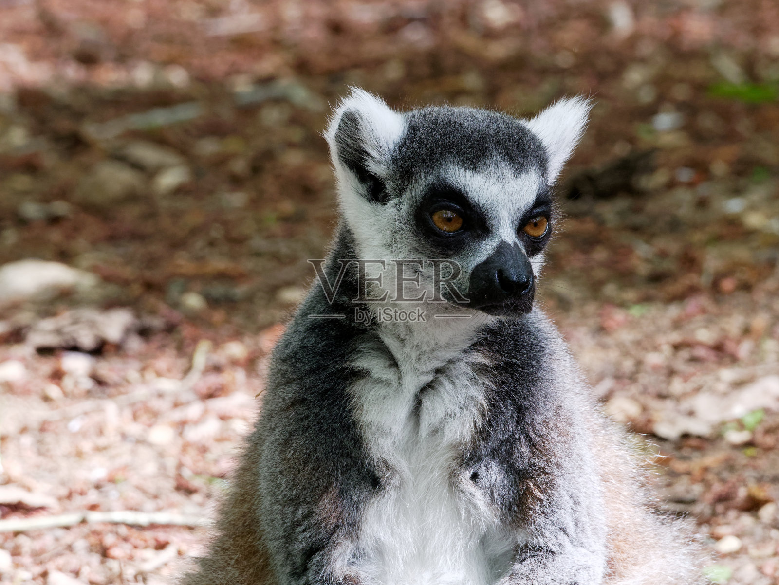环尾狐猴(狐猴Catta或Maki Catta)照片摄影图片