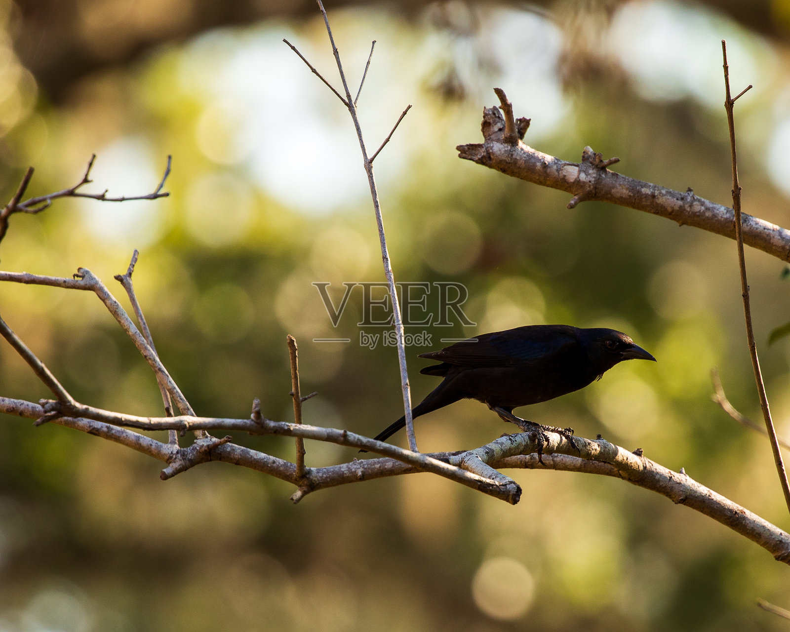 树上的黑鸟照片摄影图片