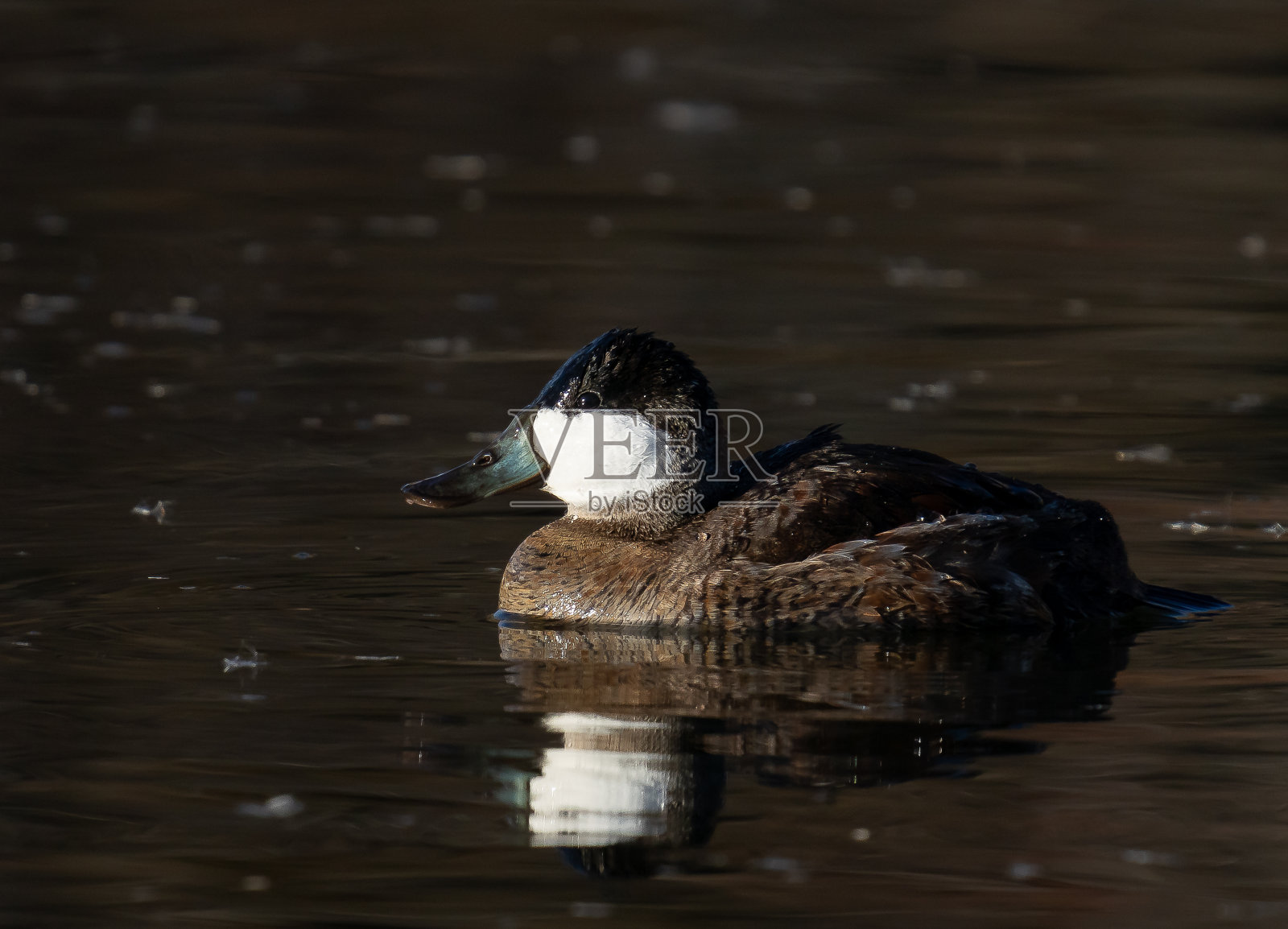 红鸭照片摄影图片