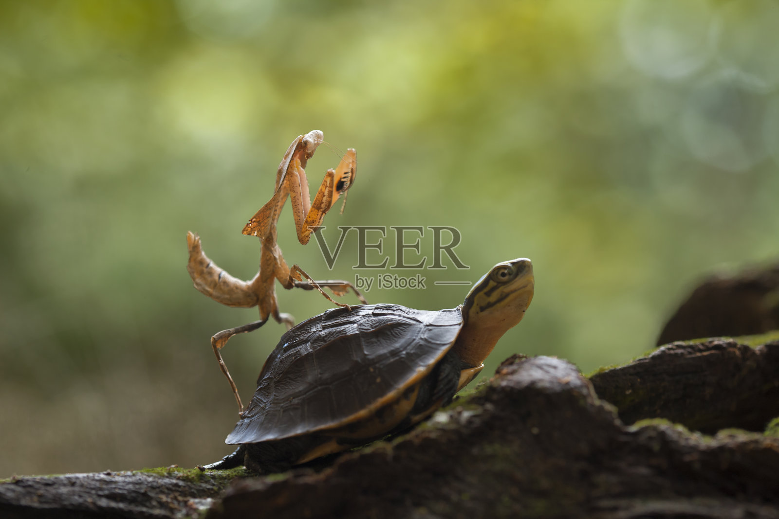 螳螂与野生植物照片摄影图片