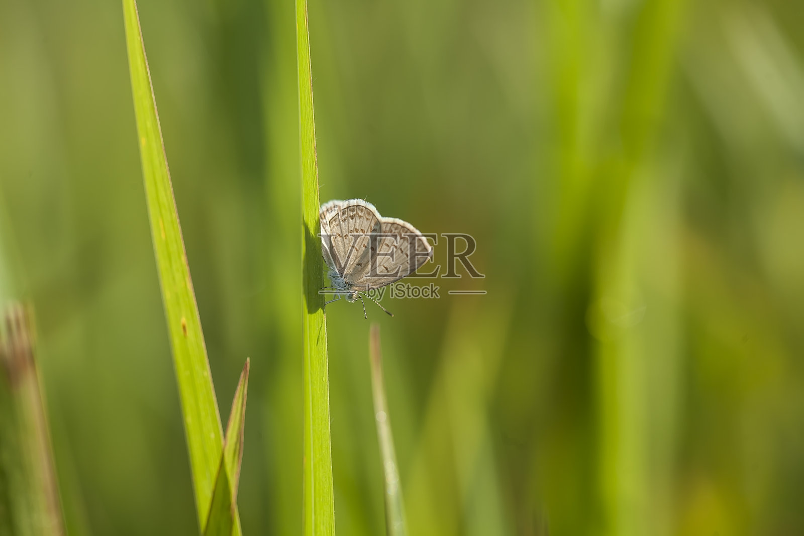 美丽的蝴蝶在大自然照片摄影图片
