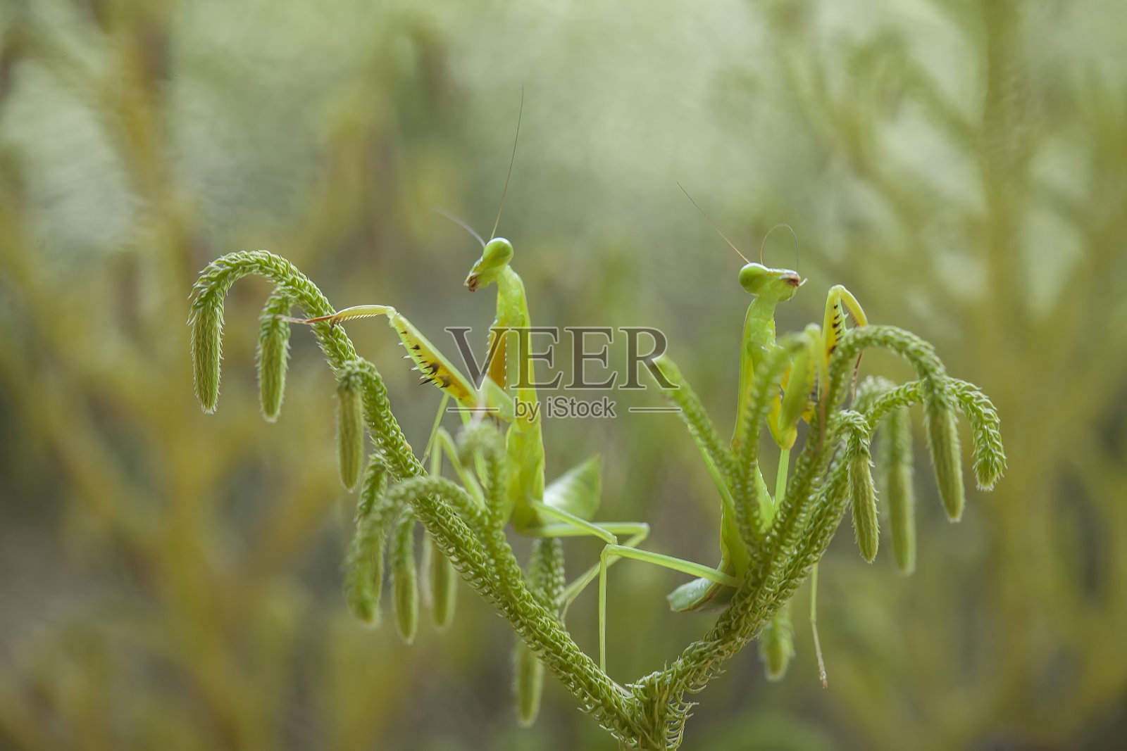 螳螂与野生植物照片摄影图片