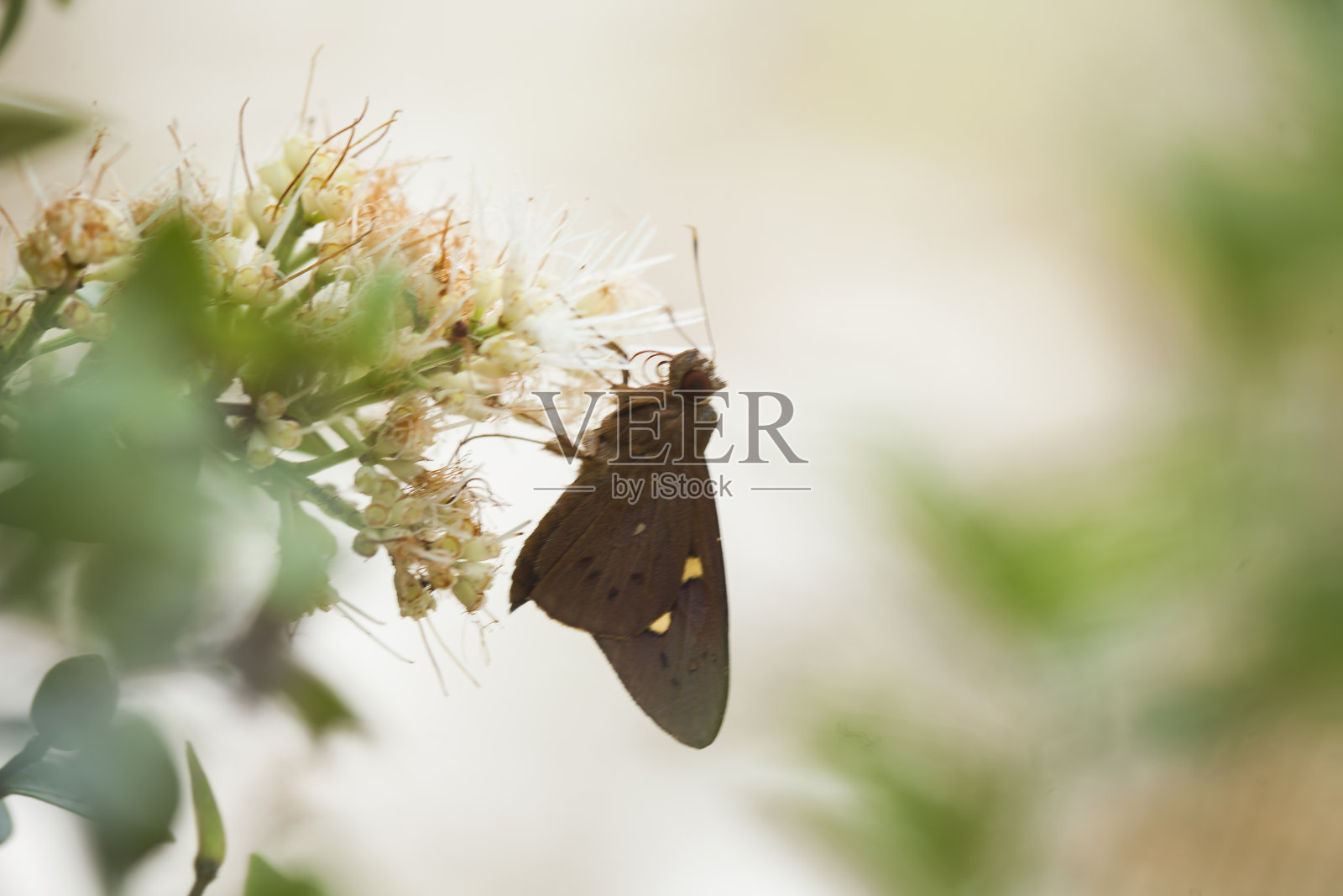 美丽的蝴蝶在大自然照片摄影图片