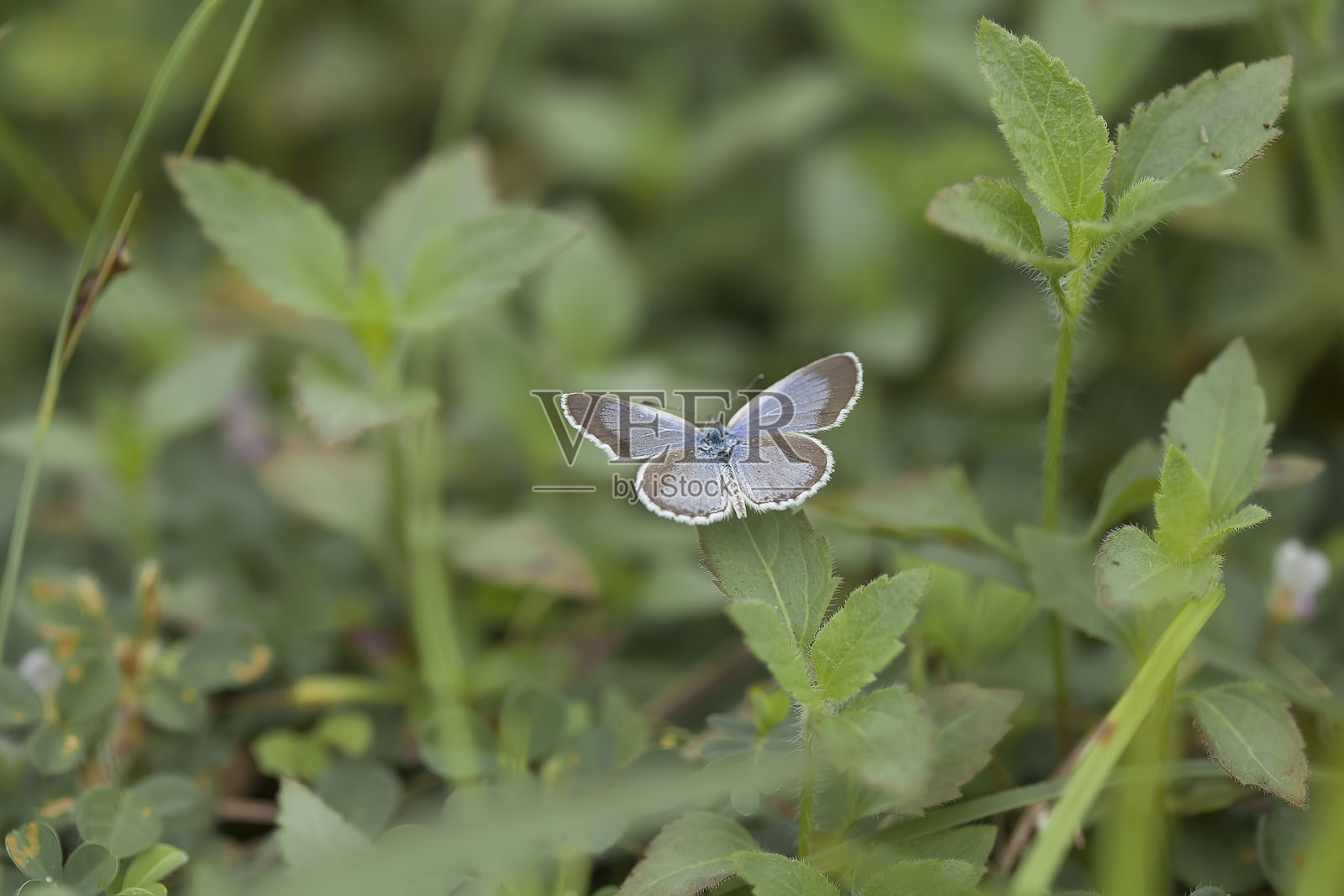 所有关于蝴蝶的故事照片摄影图片