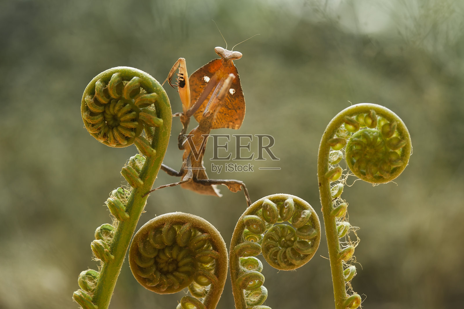 螳螂与野生植物照片摄影图片
