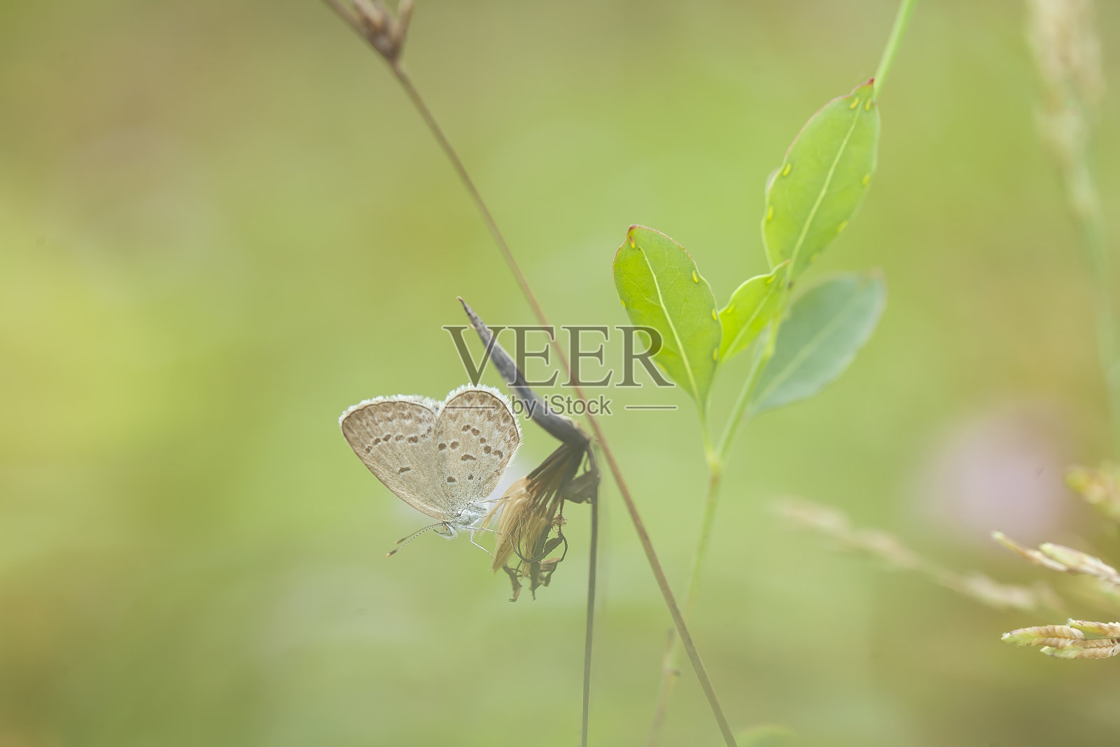 所有关于蝴蝶的故事照片摄影图片