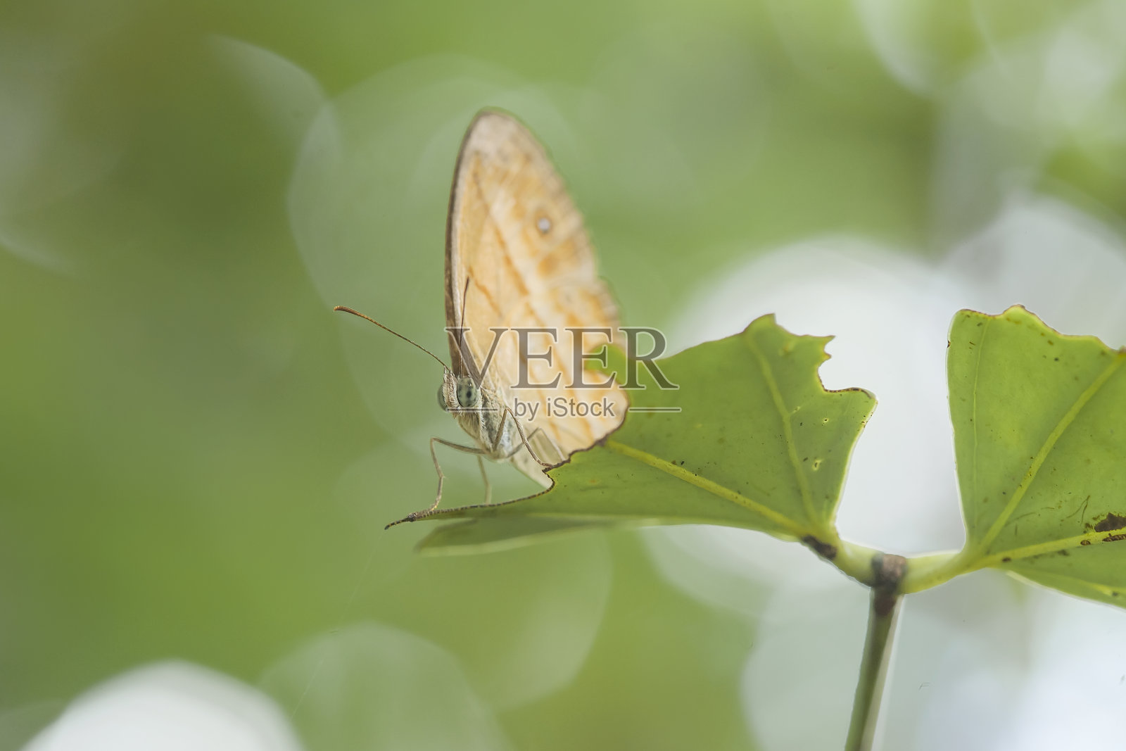 美丽的蝴蝶在大自然照片摄影图片