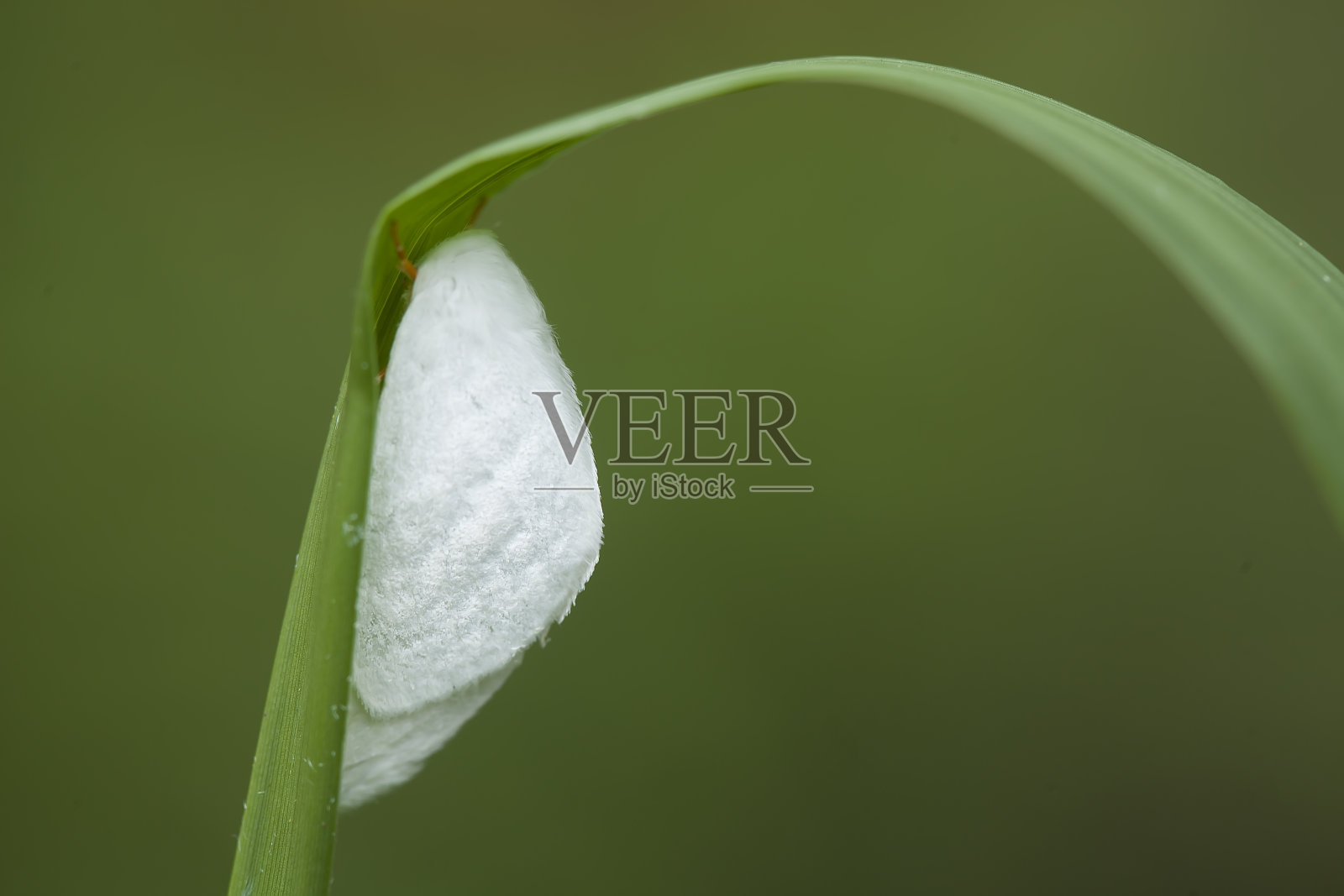 所有关于蝴蝶的故事照片摄影图片