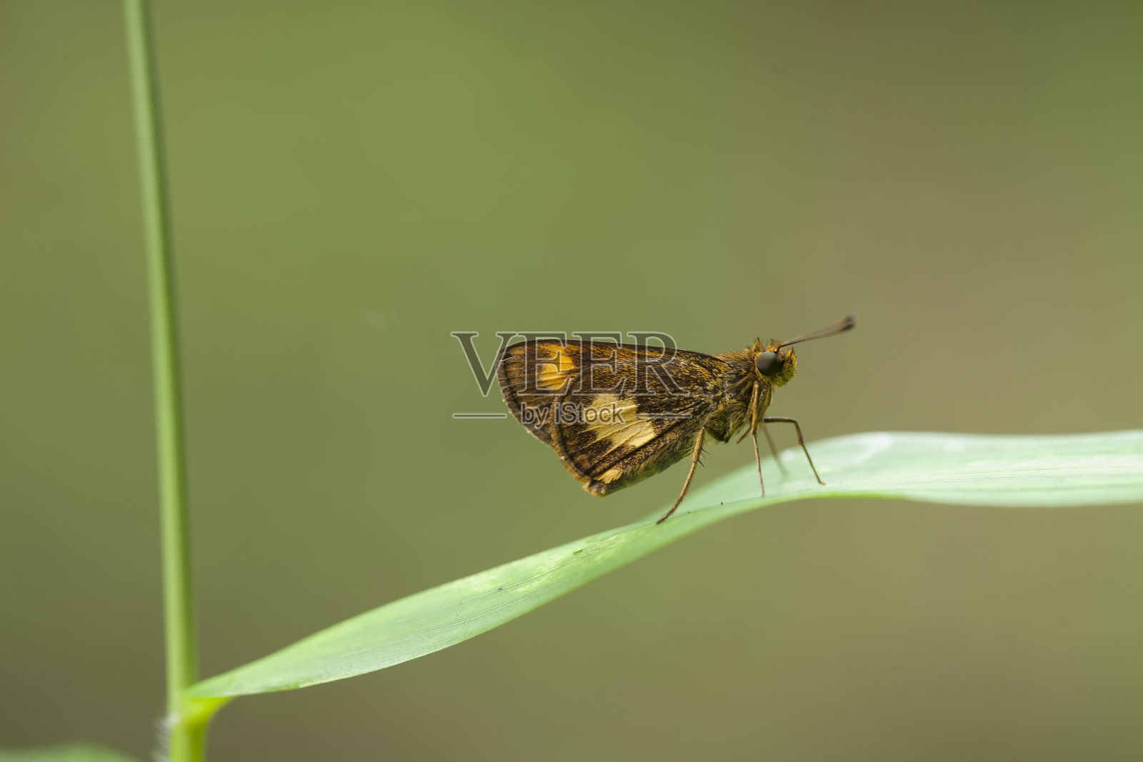 所有关于蝴蝶的故事照片摄影图片