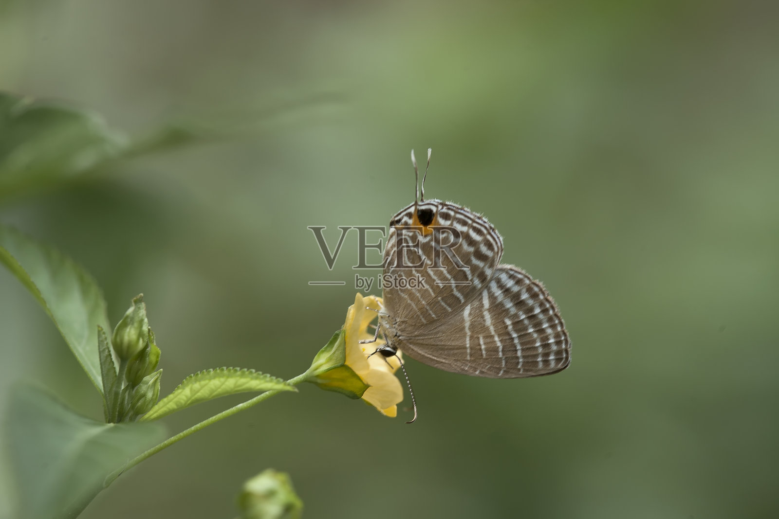所有关于蝴蝶的故事照片摄影图片