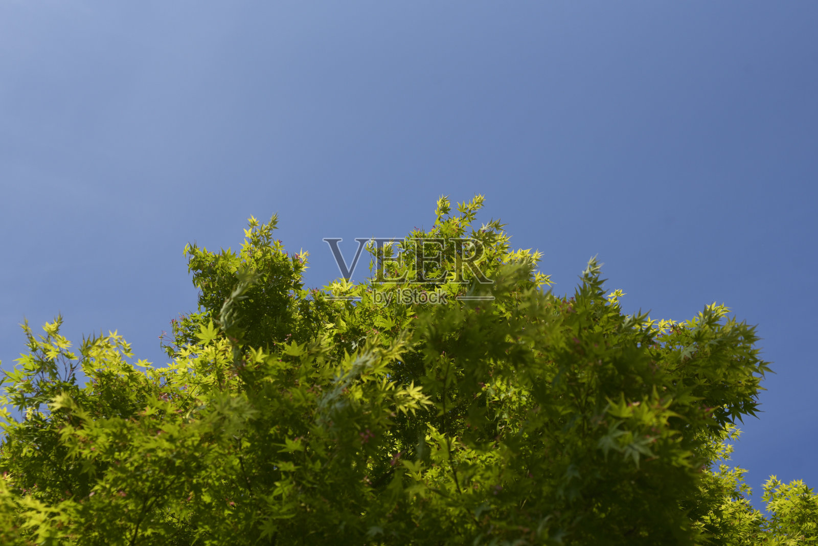 日本枫叶照片摄影图片