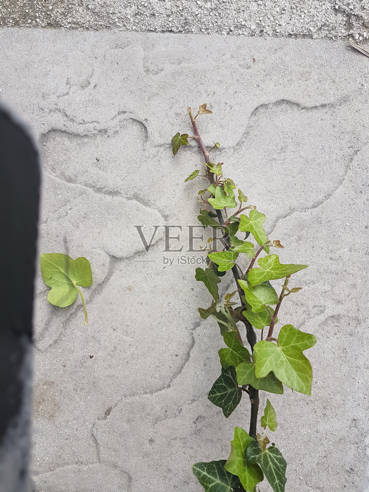 常青藤绿叶孤立新鲜背景照片摄影图片