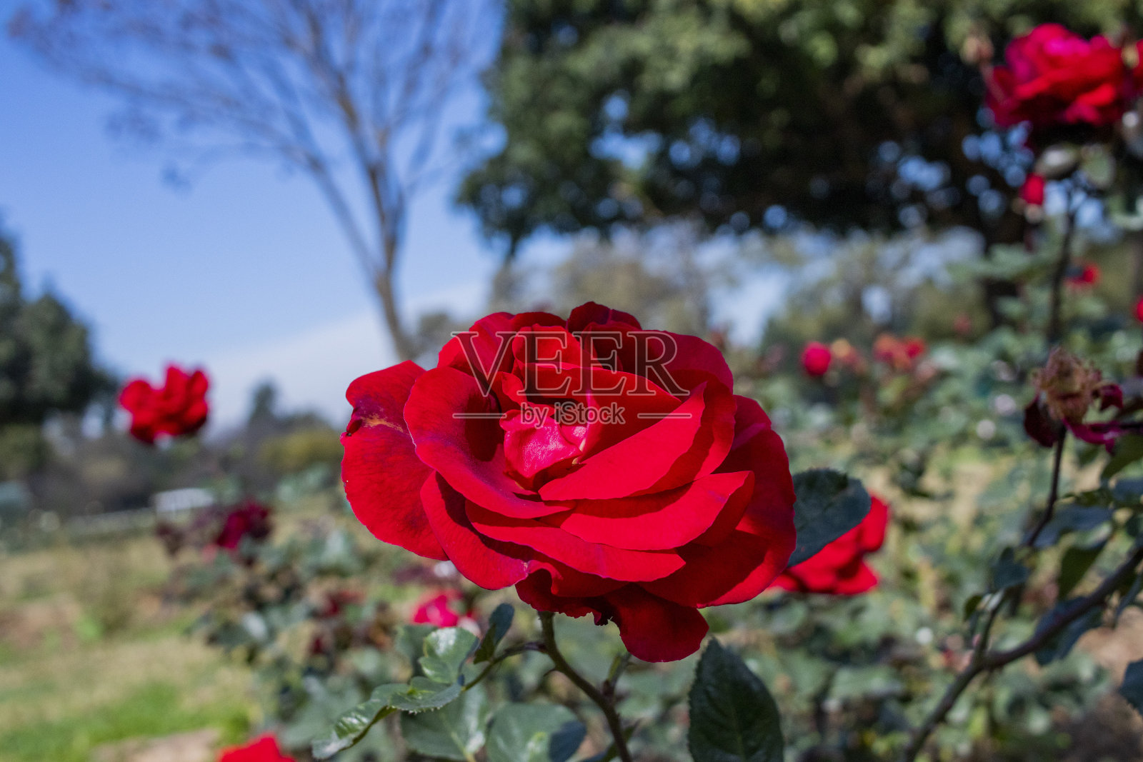 Zakir Hussain玫瑰花园昌迪加尔照片摄影图片