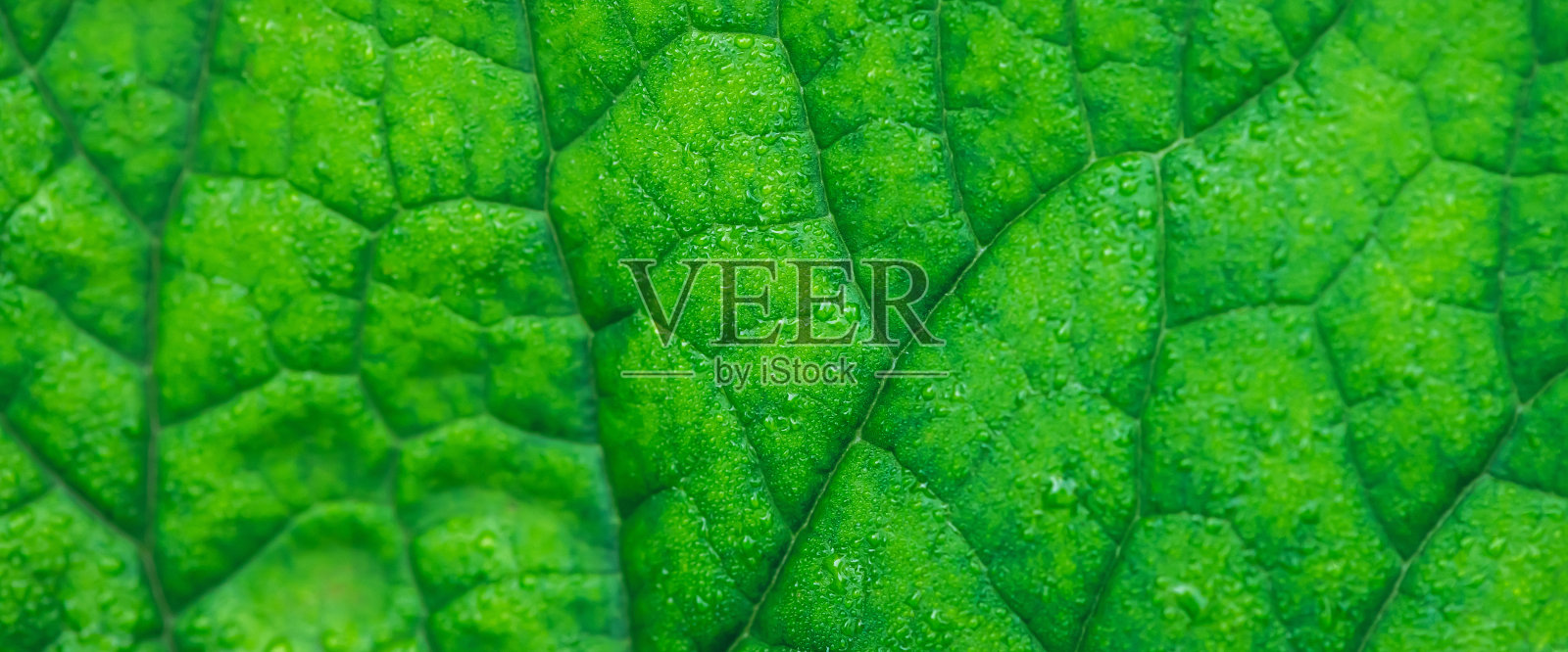 生动的自然纹理的湿绿叶与脉。极简主义的自然背景与露珠在绿叶表面。美丽的最小背景与水滴在叶子上的宏观。叶子的自然质感照片摄影图片